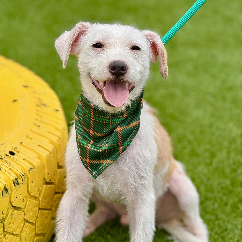 Bugs, a Adoptable mixed breed in San Antonio, TX image 1/6