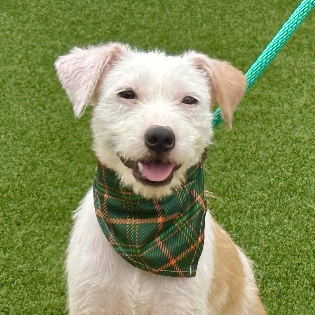 Bugs, a Adoptable mixed breed in San Antonio, TX image 3/6