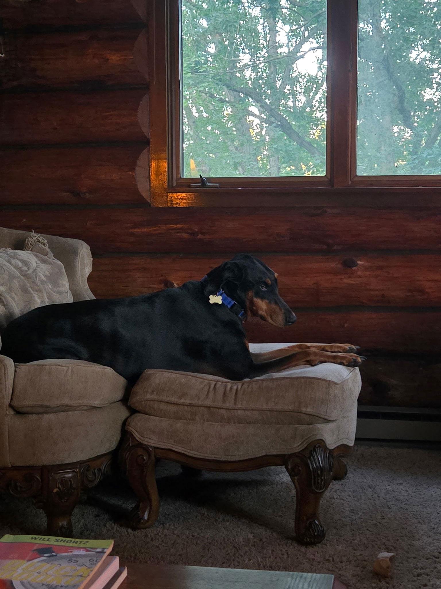 Enlarge Xena, a Adopted Doberman Pinscher in Minneapolis, MN image 1/3