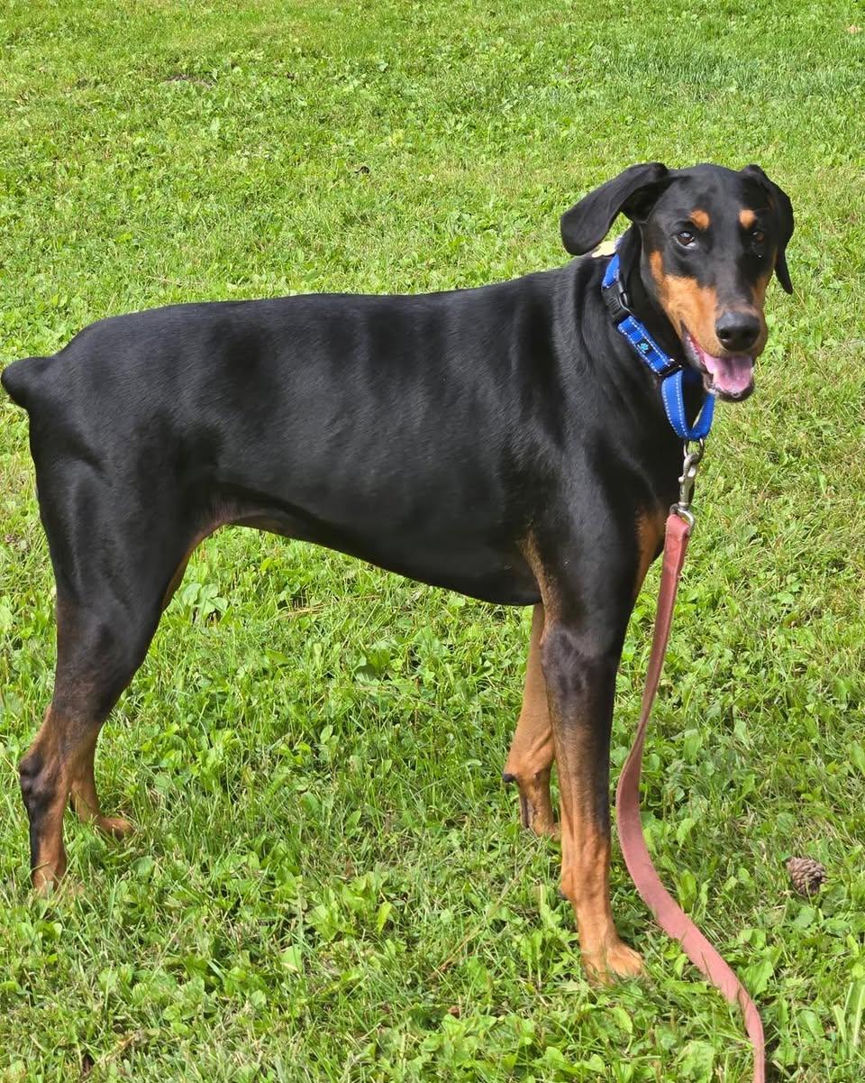 Enlarge Xena, a Adopted Doberman Pinscher in Minneapolis, MN image 2/3