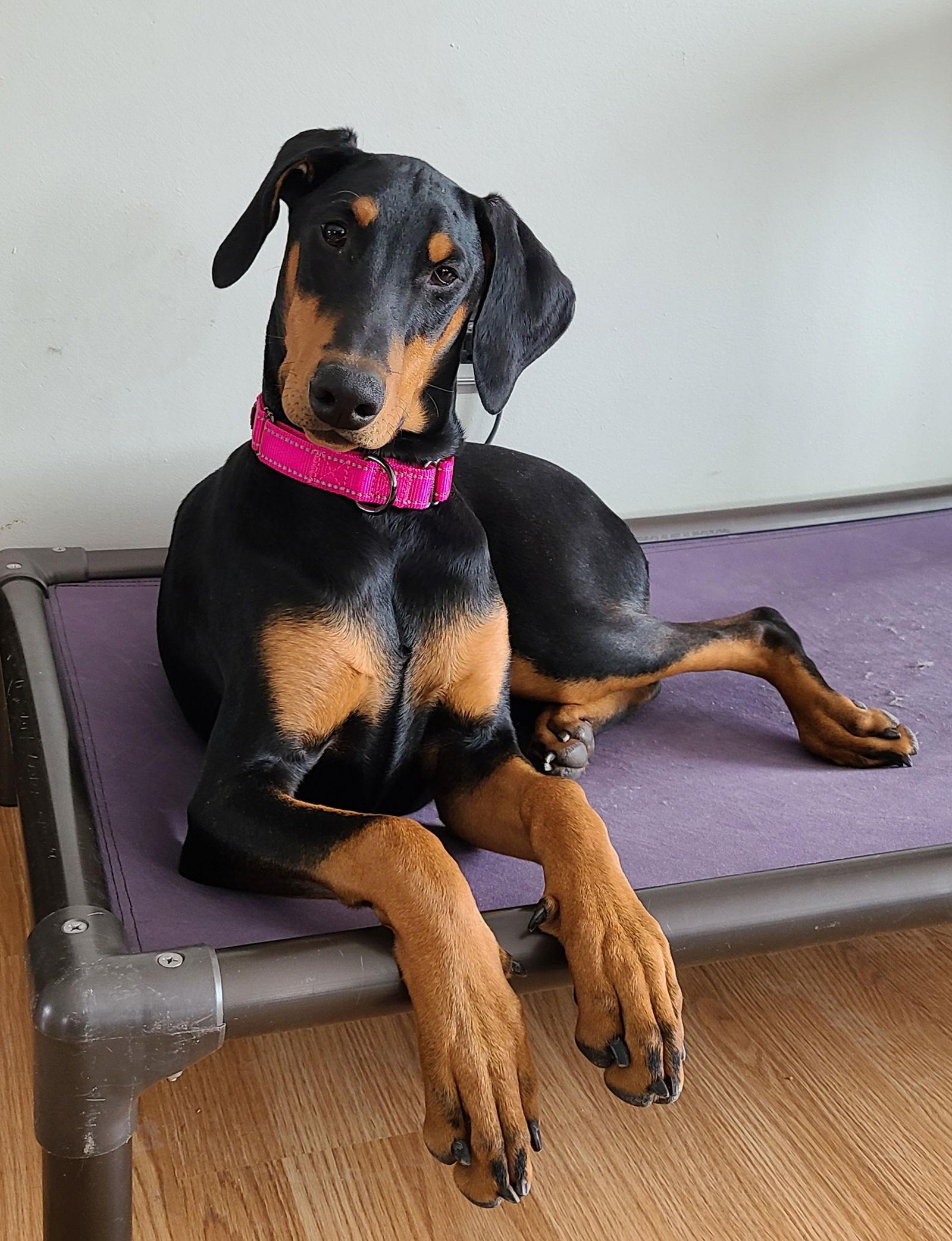 Enlarge Xena, a Adopted Doberman Pinscher in Minneapolis, MN image 3/3