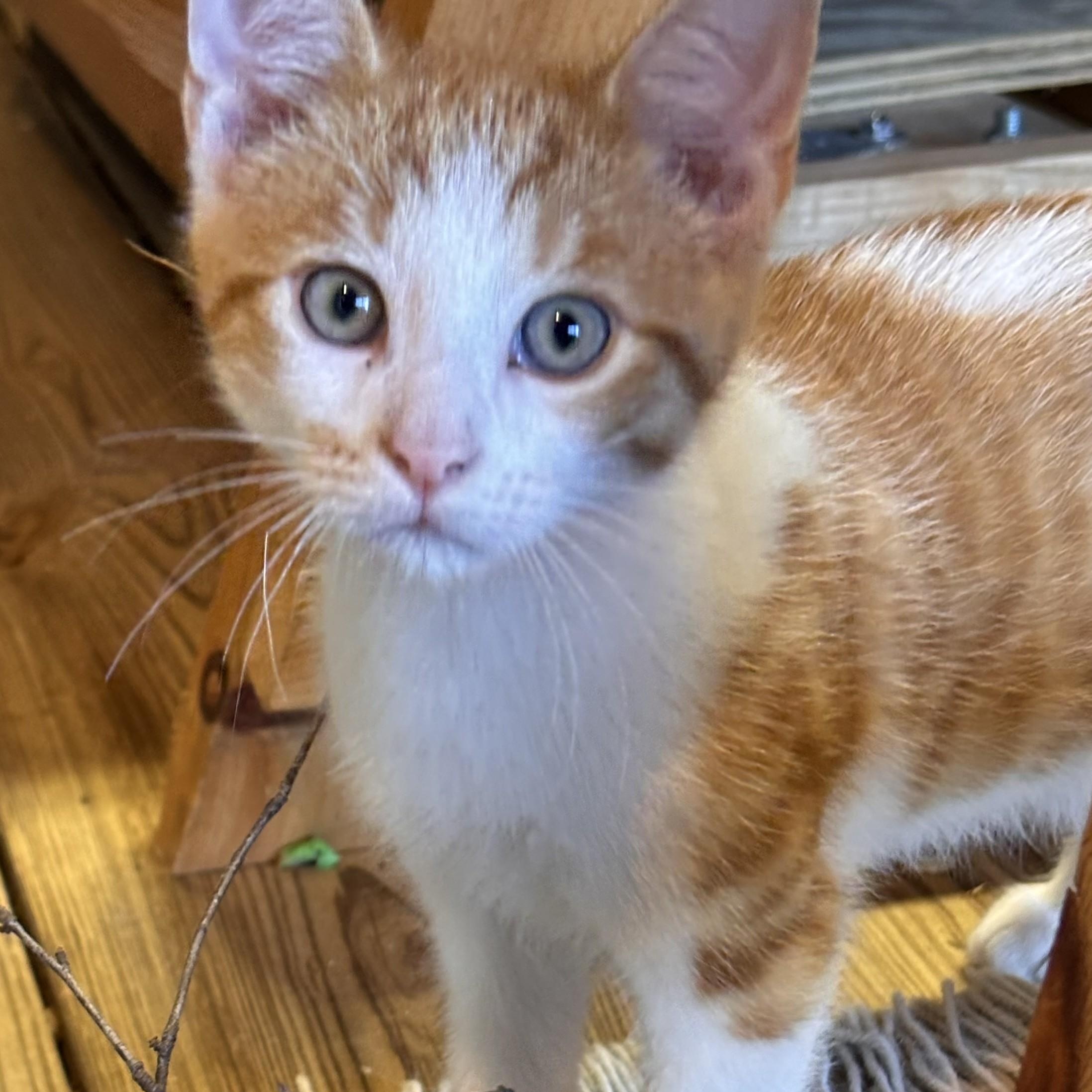 Enlarge Gizmo, a Adopted Domestic Short Hair in Avon, NY image 1/2