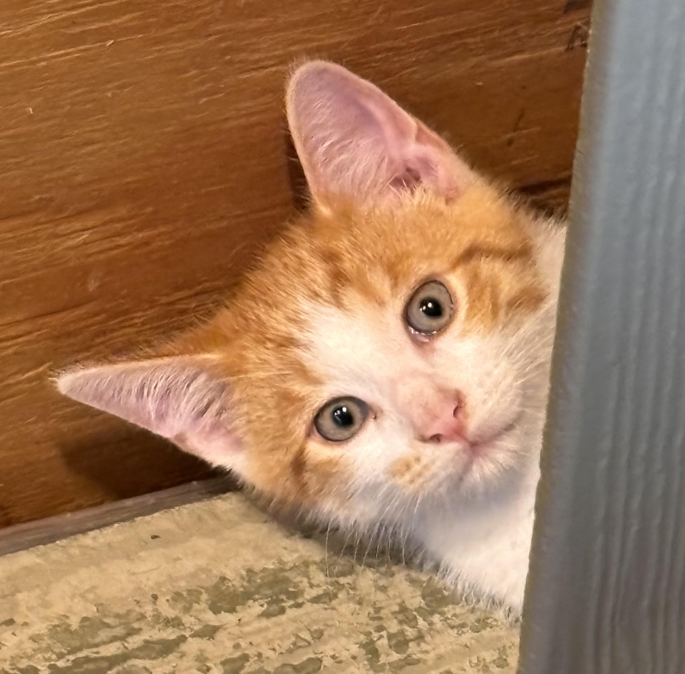 Enlarge Gizmo, a Adopted Domestic Short Hair in Avon, NY image 2/2