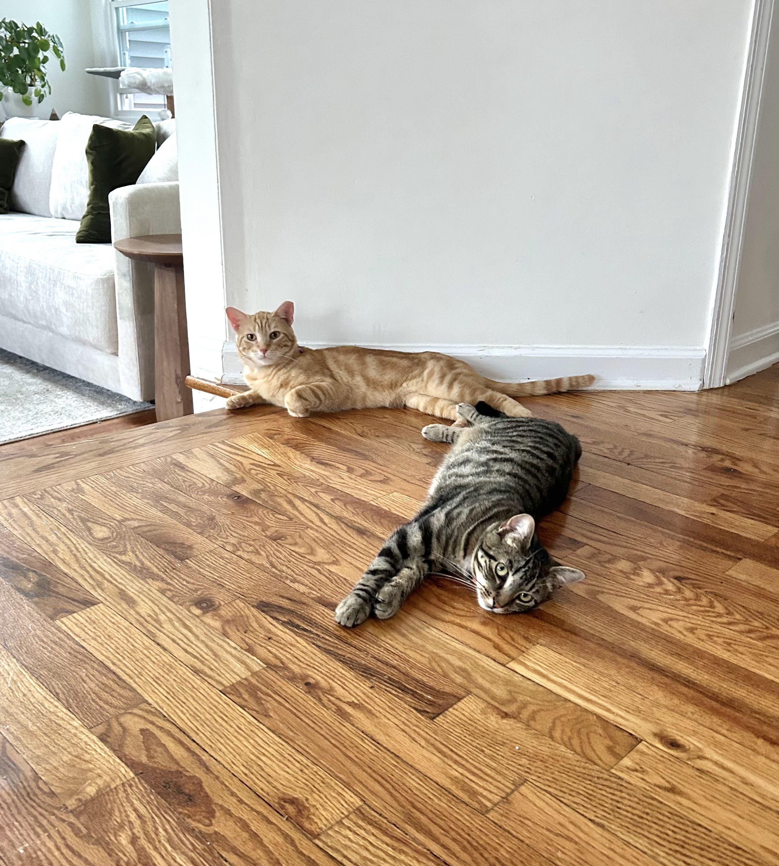 Enlarge Nacho., a Adoptable Domestic Short Hair in Jersey City, NJ image 4/6