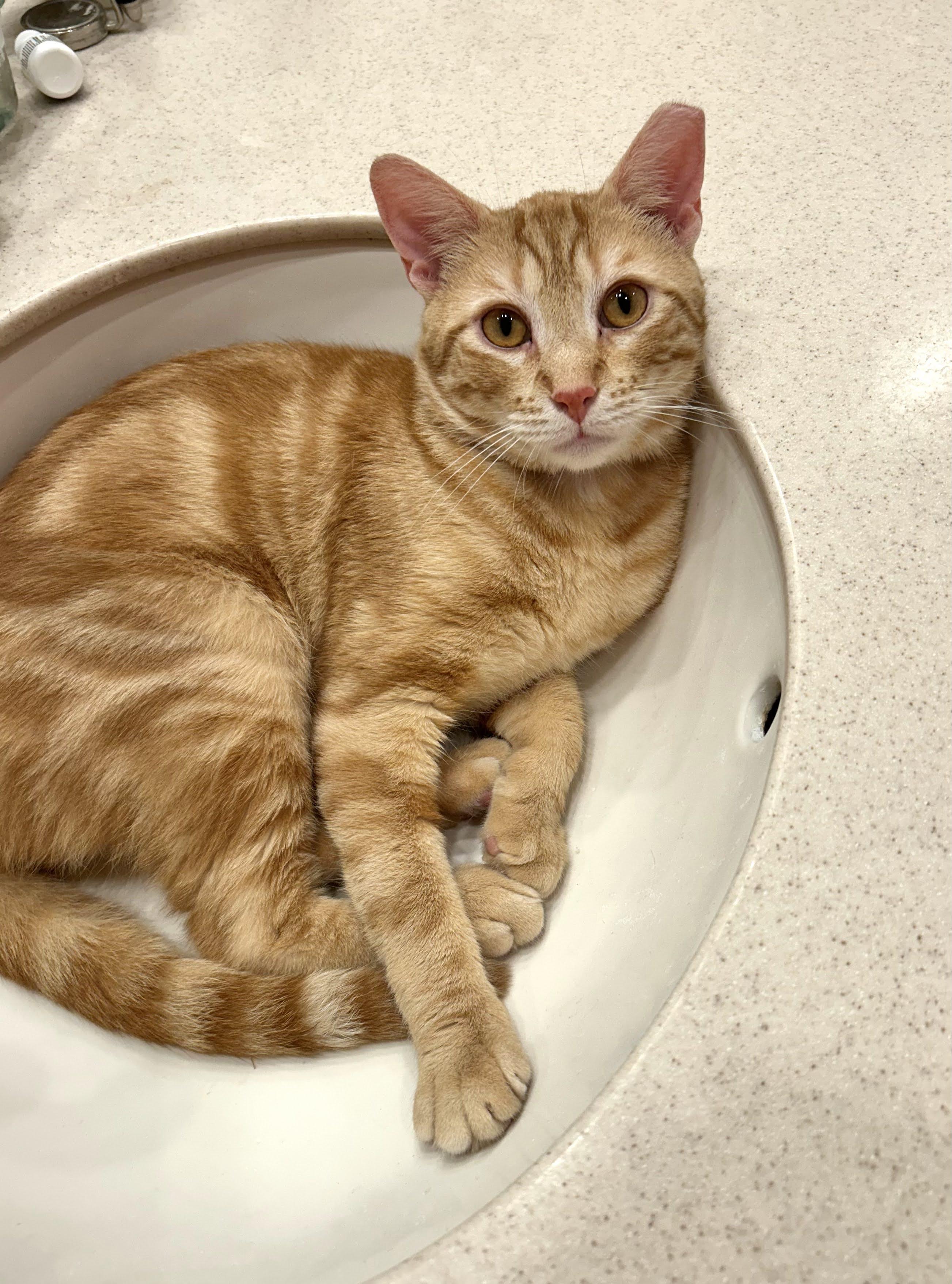 Enlarge Nacho., a Adoptable Domestic Short Hair in Jersey City, NJ image 2/6