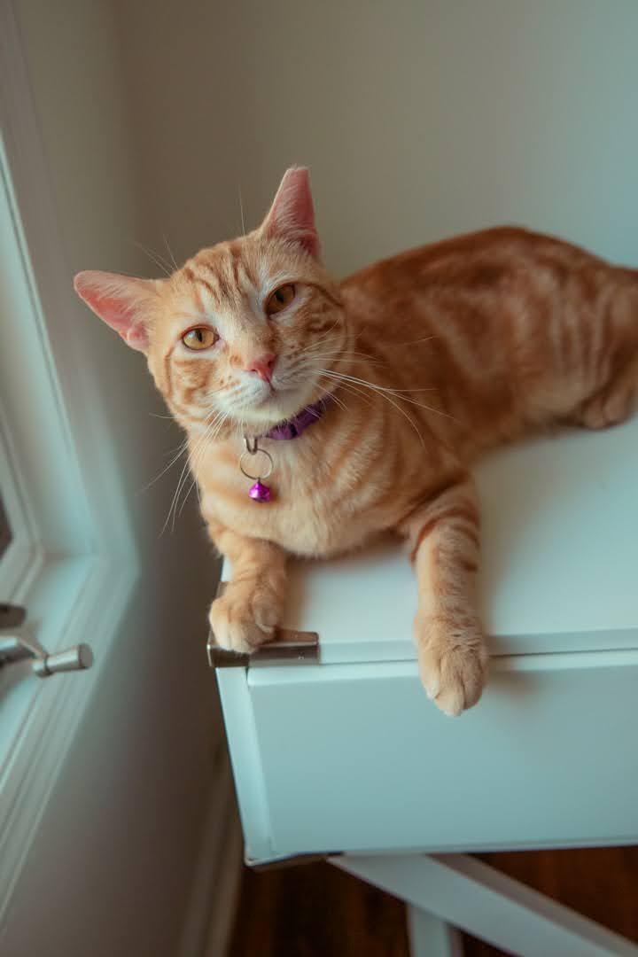 Nacho., Adoptable, Adult Male Domestic Short Hair.