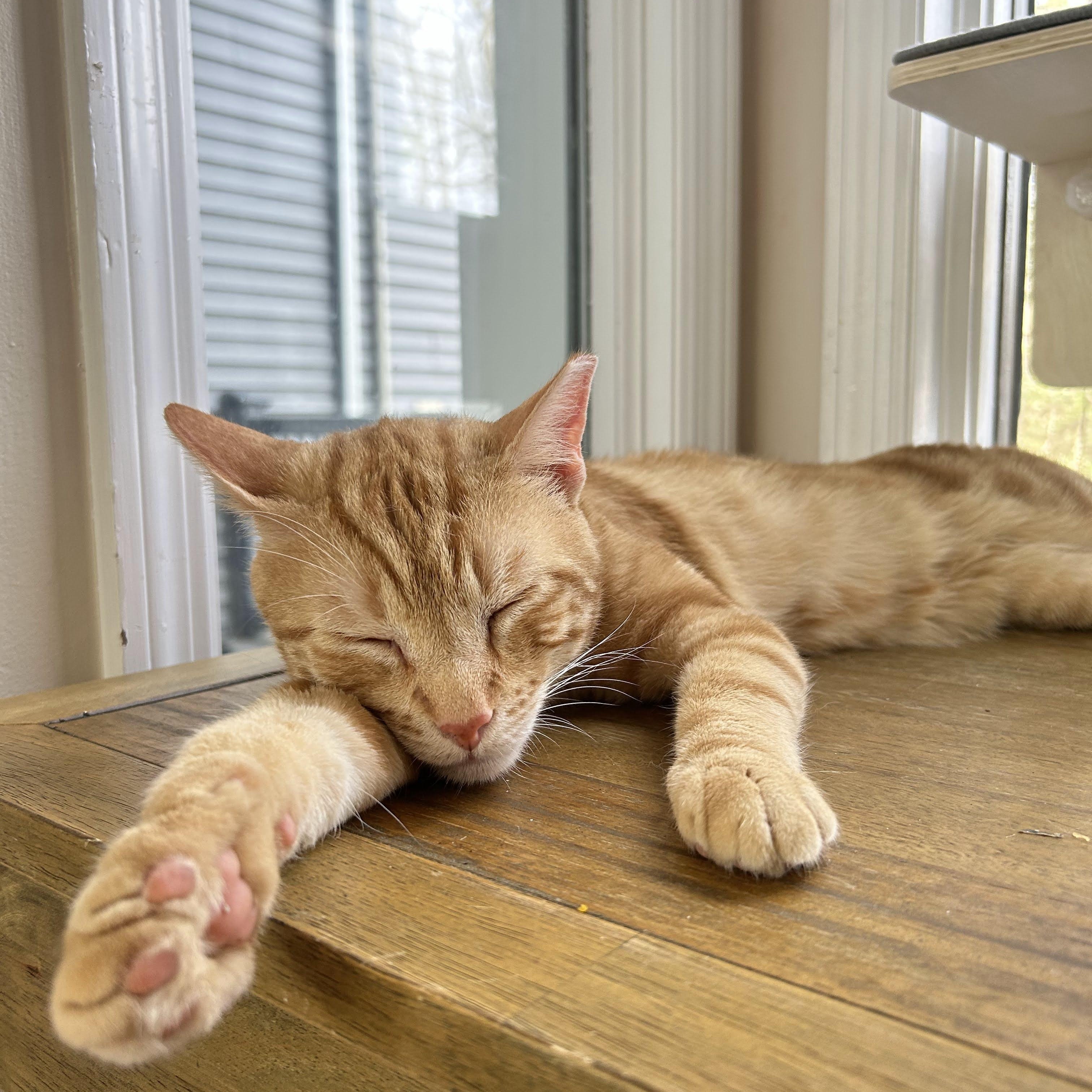 Enlarge Nacho., a Adoptable Domestic Short Hair in Jersey City, NJ image 3/6