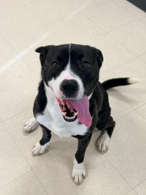 Enlarge Kenzo , a ADOPTABLE mixed breed in Clayton, NJ image 1/1