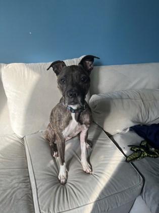 Queenie — thumbnail 3