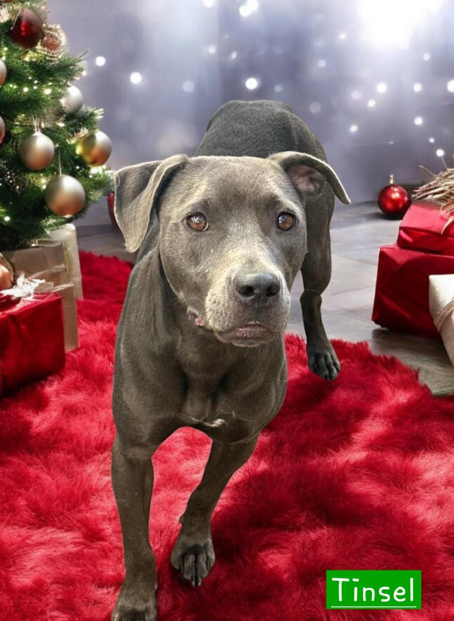 Tinsel, adoptable, Young Female American Bully.