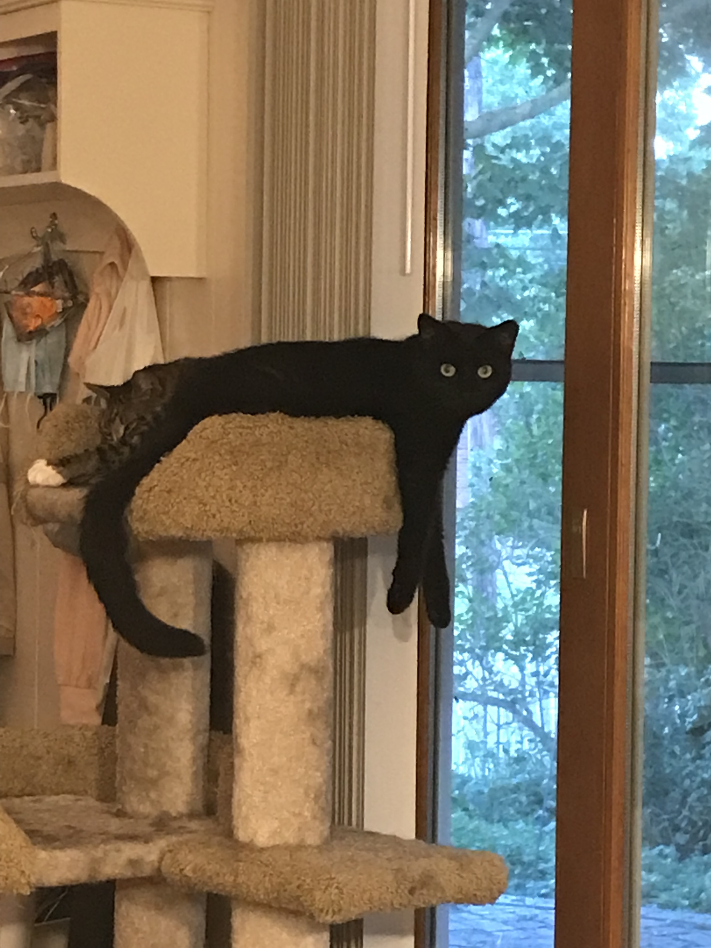 Mia Rose, Adult Female unknown