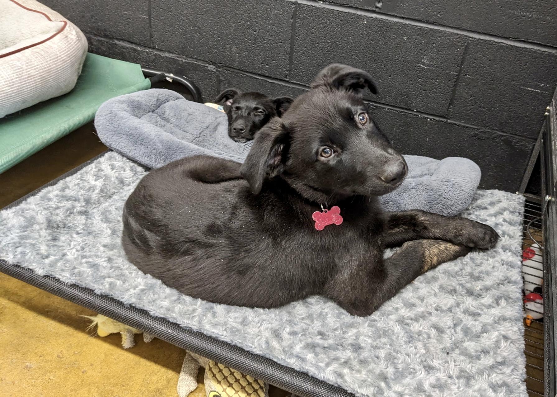 Dexter - male D pup, adopted, Puppy Male Belgian Shepherd / Laekenois.