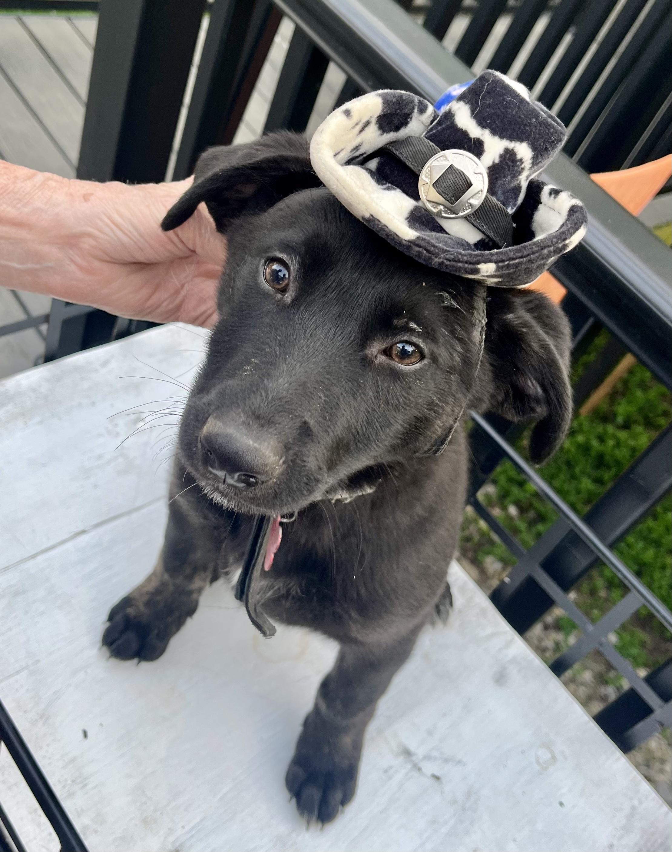 Enlarge Dexter - male D pup, an adopted mixed breed in Cincinnati, OH image 3/5