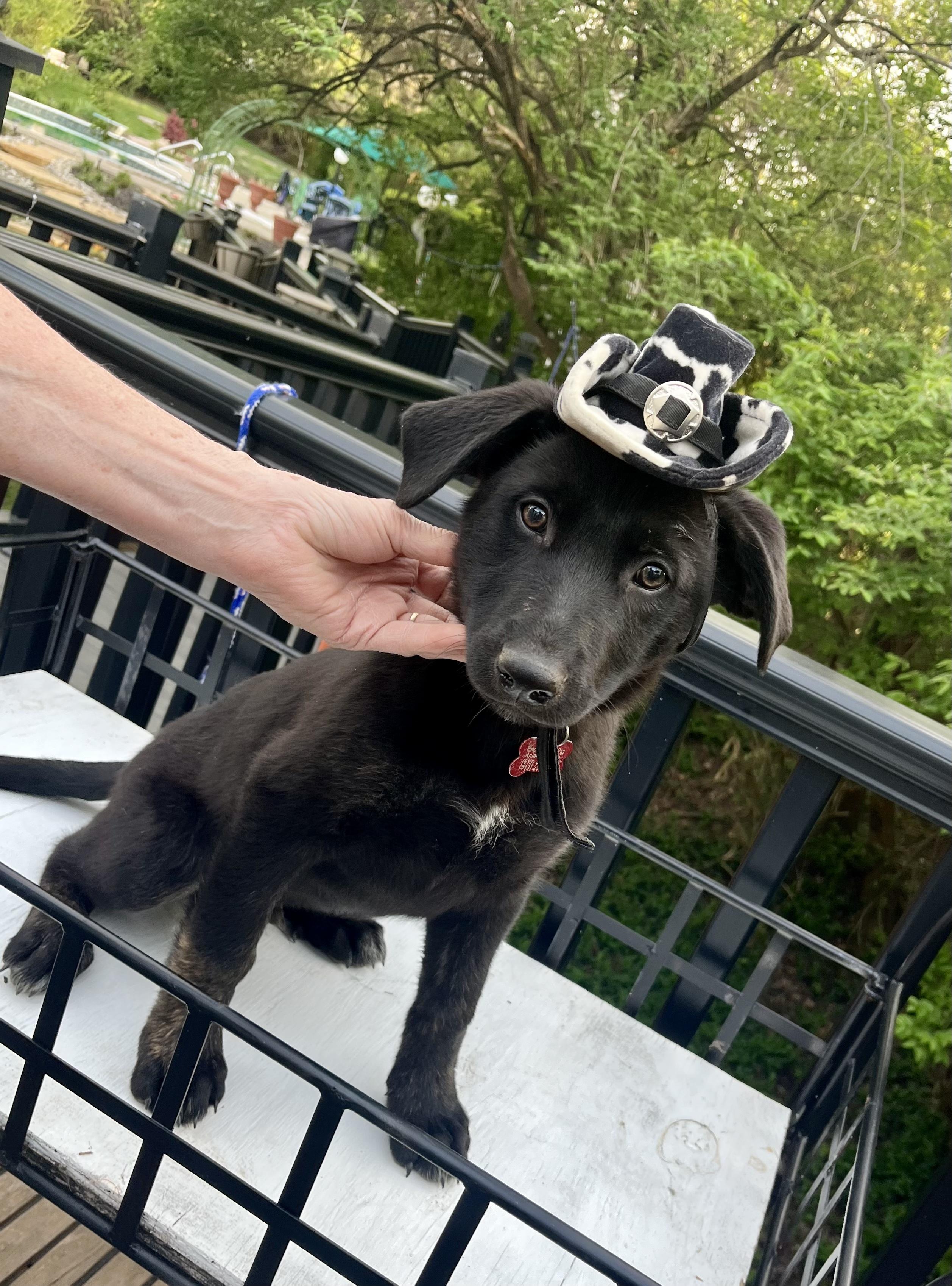 Enlarge Dexter - male D pup, an adopted mixed breed in Cincinnati, OH image 5/5