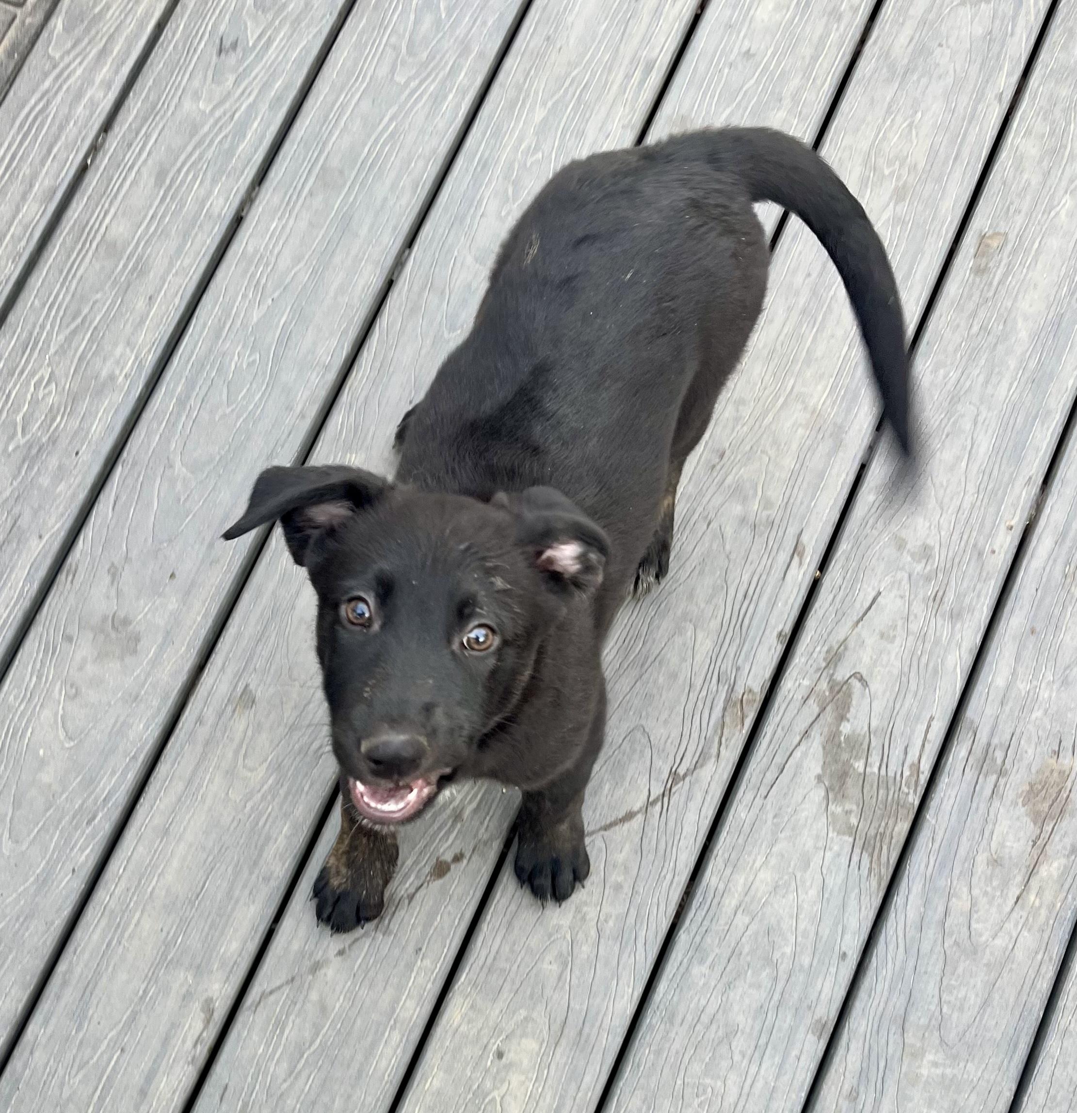 Enlarge Dexter - male D pup, an adopted mixed breed in Cincinnati, OH image 4/5