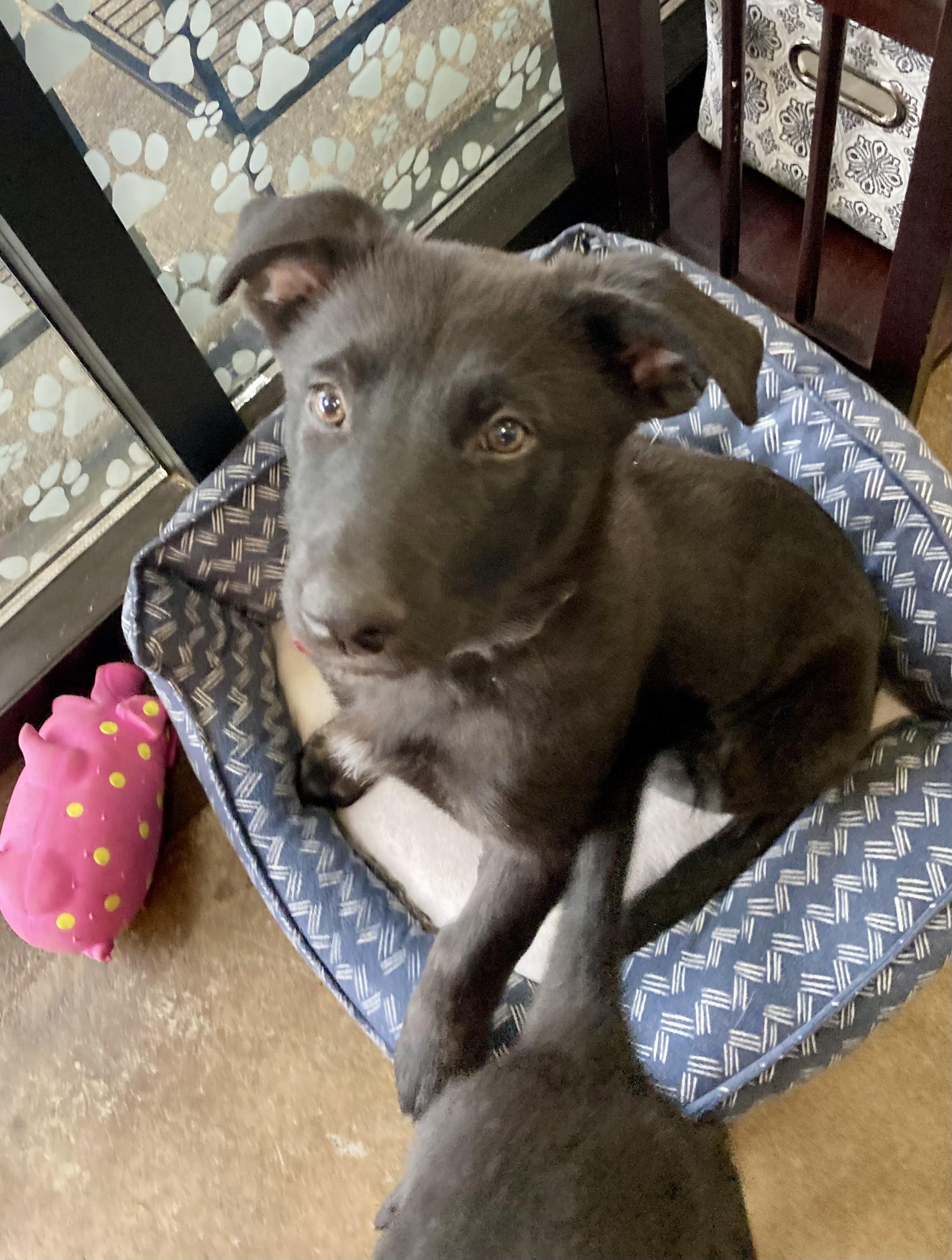 Enlarge Dexter - male D pup, an adopted mixed breed in Cincinnati, OH image 2/5