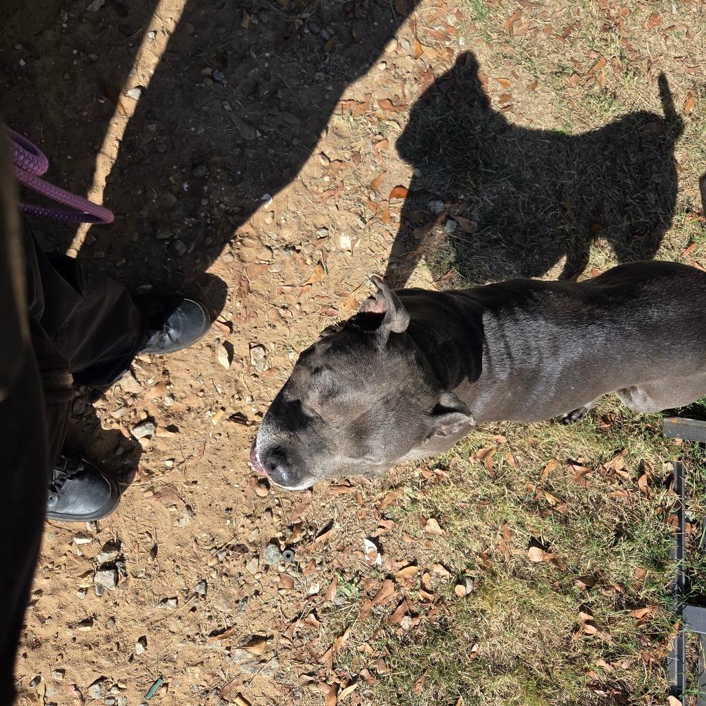 Enlarge Sheba 4137, a Adoptable Mixed Breed in Columbus, GA image 2/4