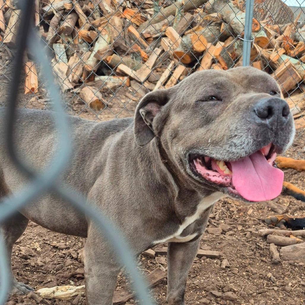 Enlarge Sheba 4137, a Adoptable Mixed Breed in Columbus, GA image 3/4