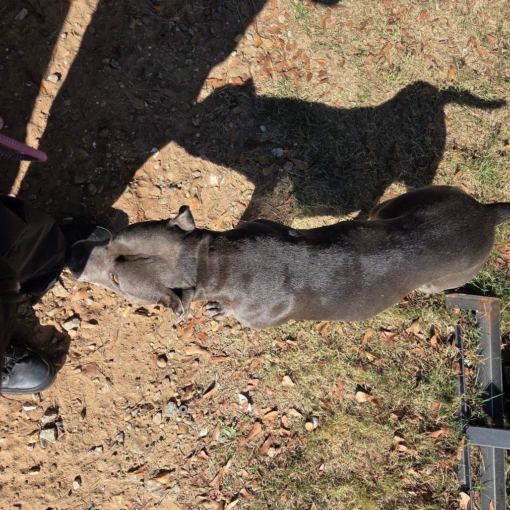 Enlarge Sheba 4137, a Adoptable Mixed Breed in Columbus, GA image 4/4