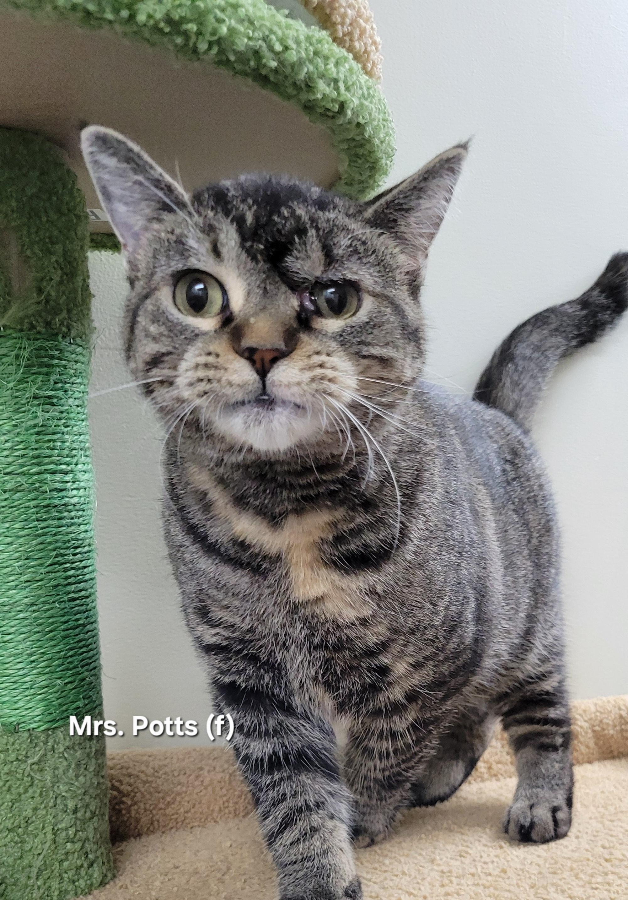 Mrs. Potts, Adoptable, Adult Female Domestic Short Hair.