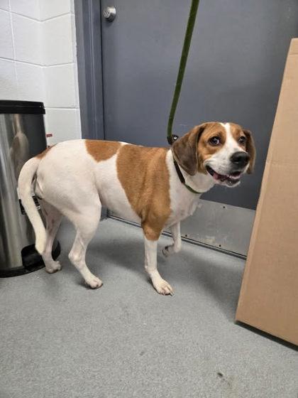 Roxie, Adoptable, Adult Female Hound & Mixed Breed.