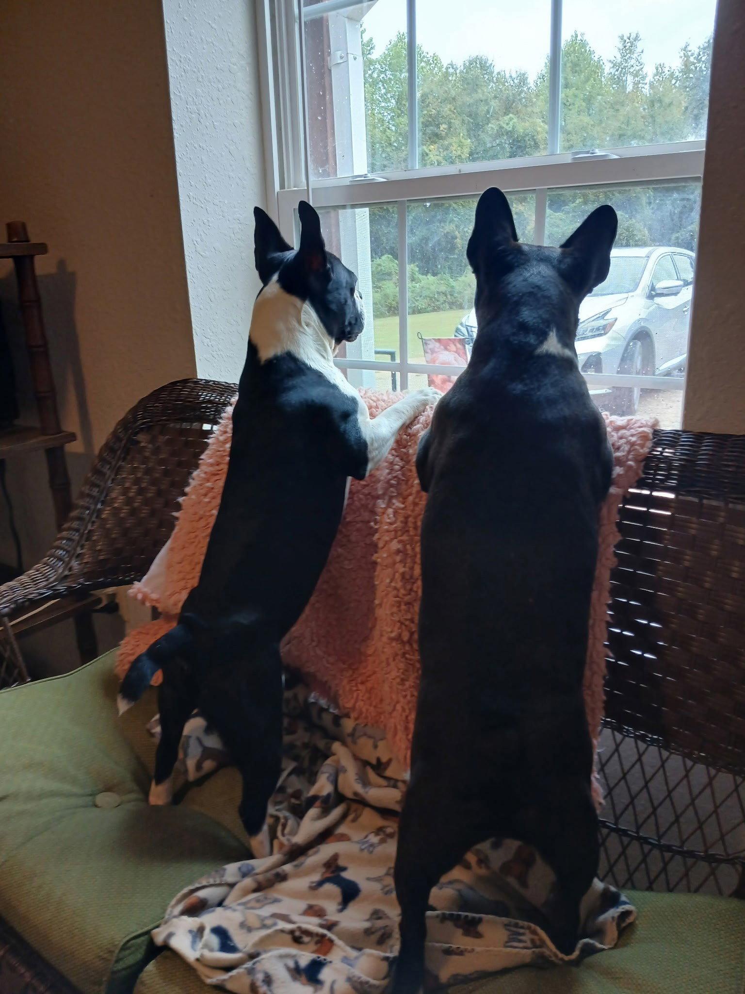 Enlarge Spike and Jet, a Adoptable mixed breed in Eastman, GA image 2/3
