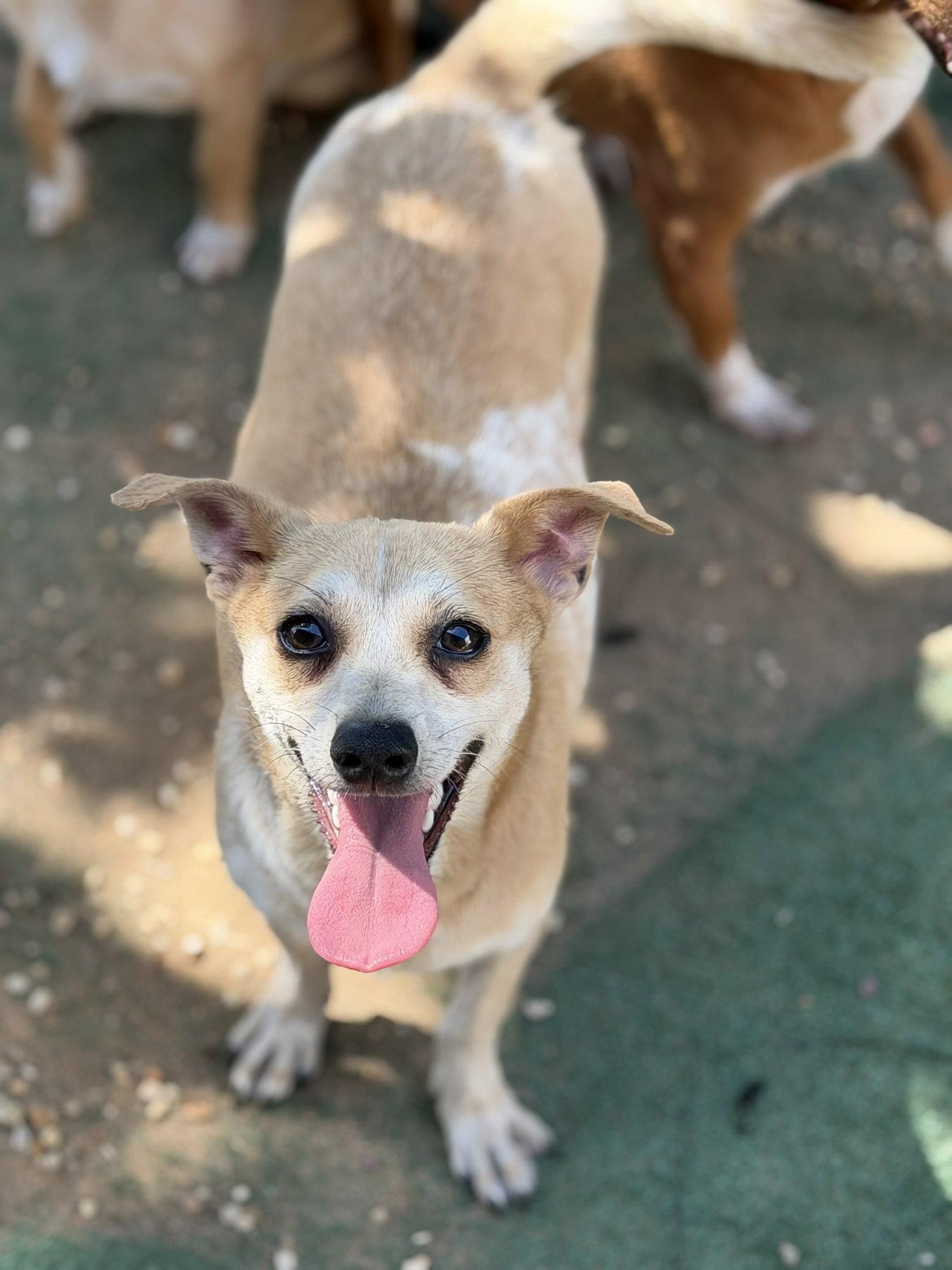 Enlarge Aramis, a Adoptable Rat Terrier in Jackson, MS image 2/2