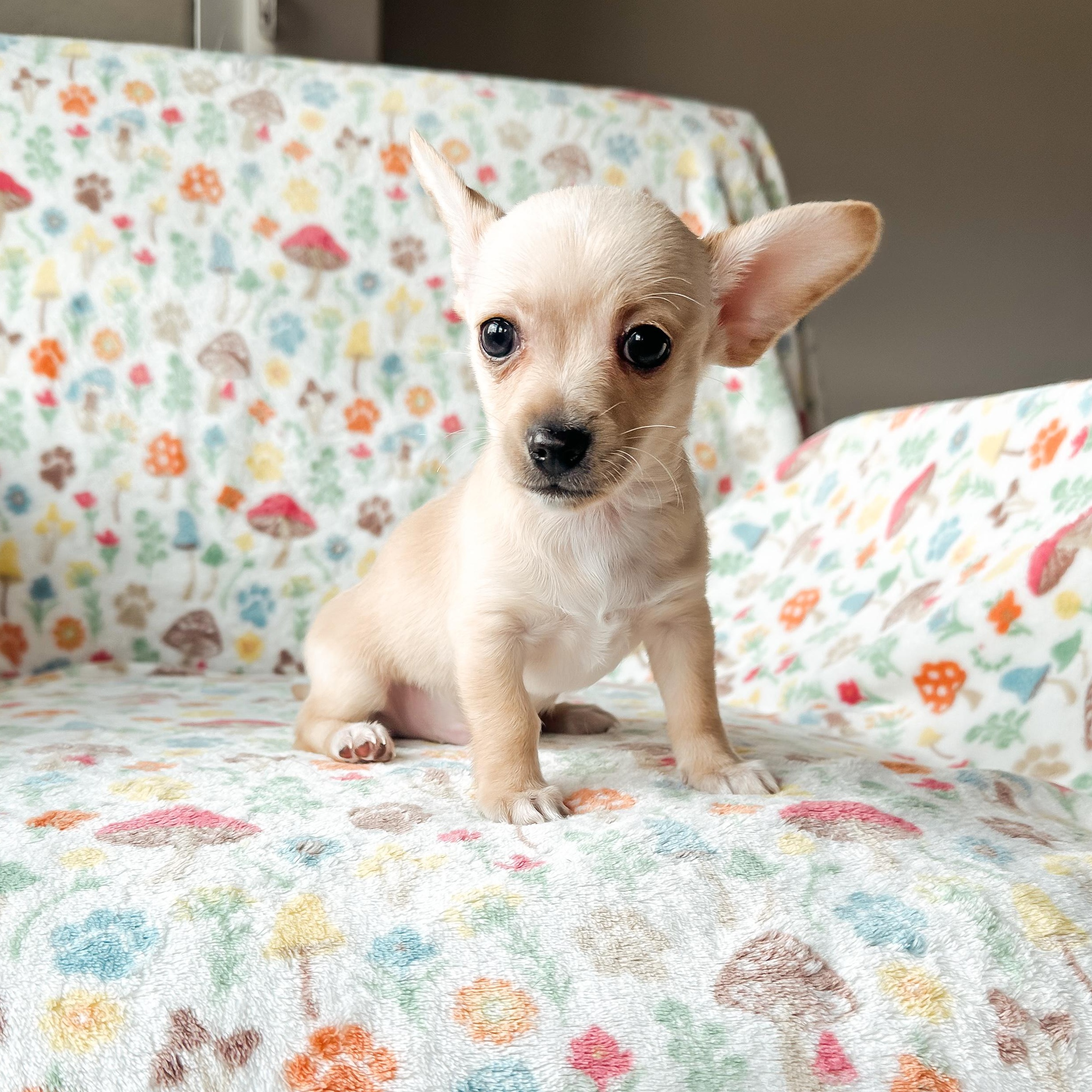 Milo