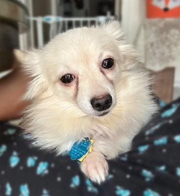 Opal - small, but mighty!, a Adoptable mixed breed in Houston, TX image 2/4