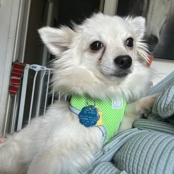 Opal - small, but mighty!, a Adoptable mixed breed in Houston, TX image 3/4