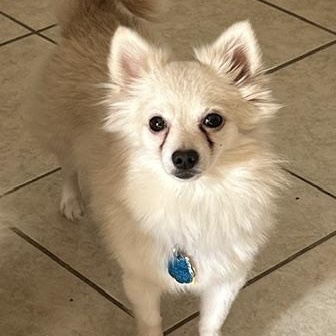 Opal - small, but mighty!, a Adoptable mixed breed in Houston, TX image 1/4