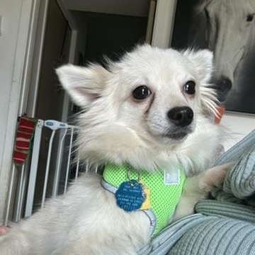 Opal - small, but mighty!, a Adoptable mixed breed in Houston, TX image 4/4