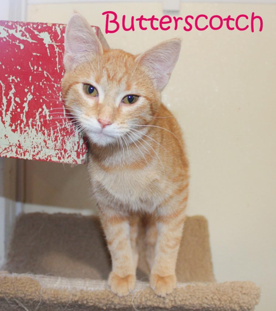 Butterscotch, Adoptable, Kitten Female Domestic Short Hair.