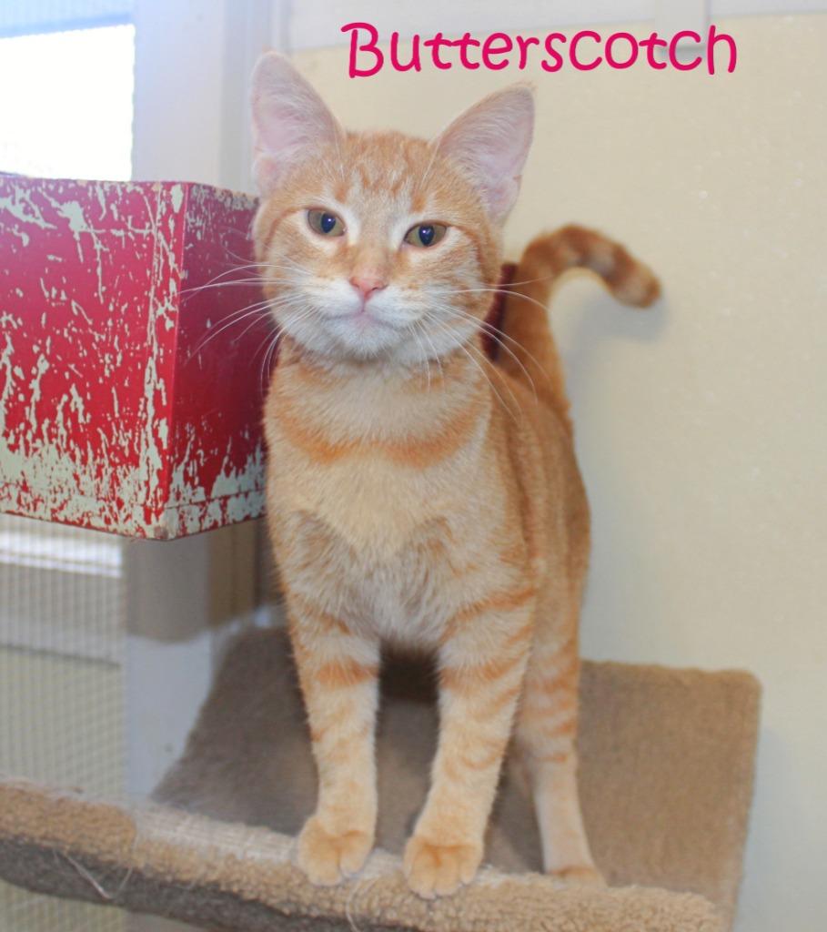 Enlarge Butterscotch, a Adoptable mixed breed in Saint James, MN image 2/3