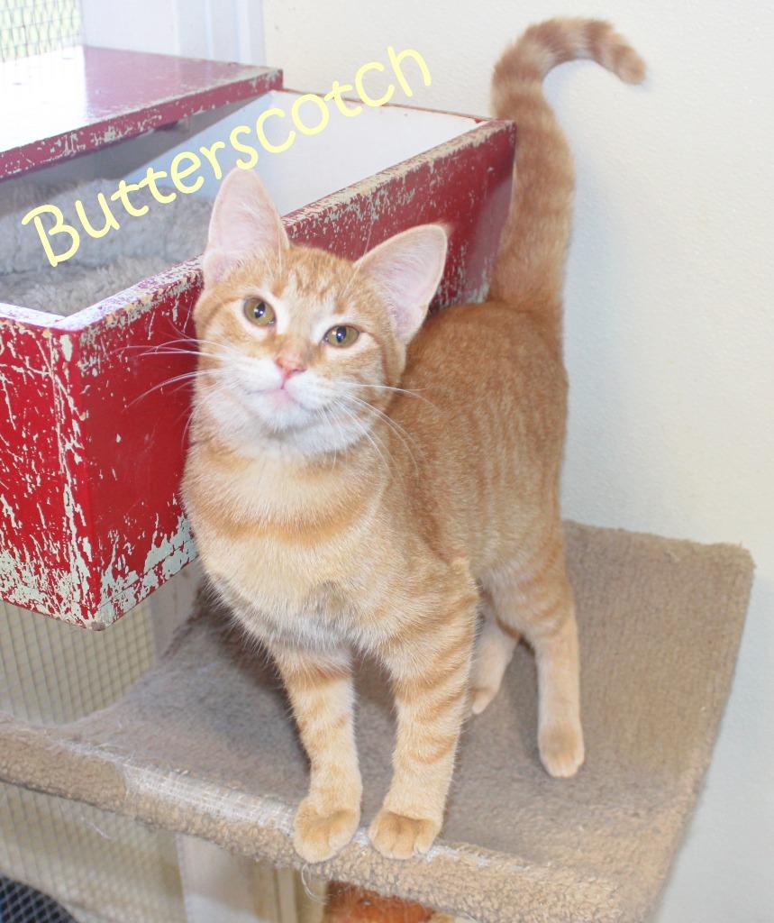 Enlarge Butterscotch, a Adoptable mixed breed in Saint James, MN image 3/3