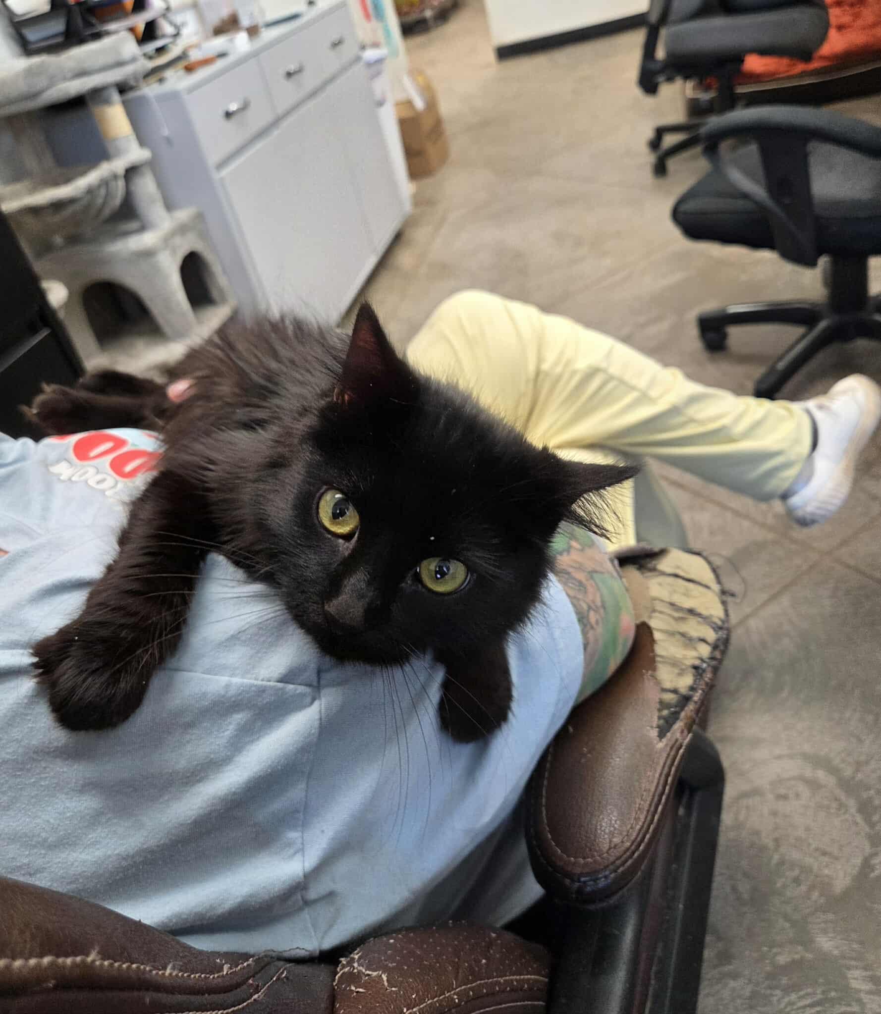 Enlarge Winkie, a other Domestic Long Hair in Roosevelt, UT image 1/4