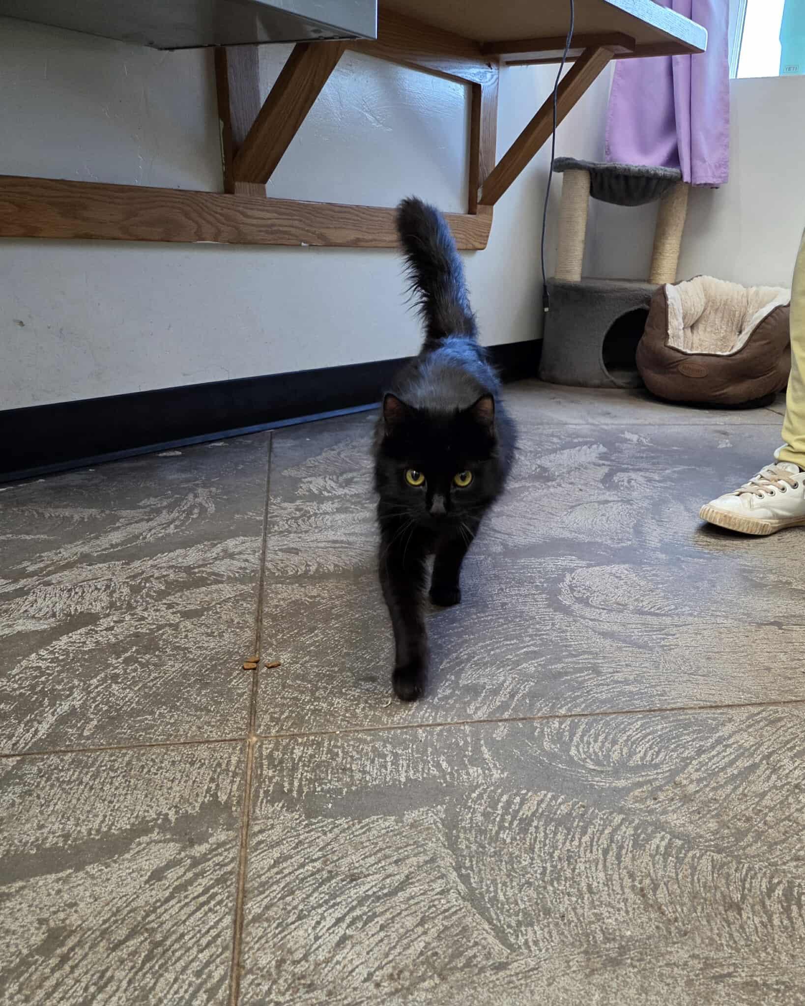 Enlarge Winkie, a other Domestic Long Hair in Roosevelt, UT image 3/4