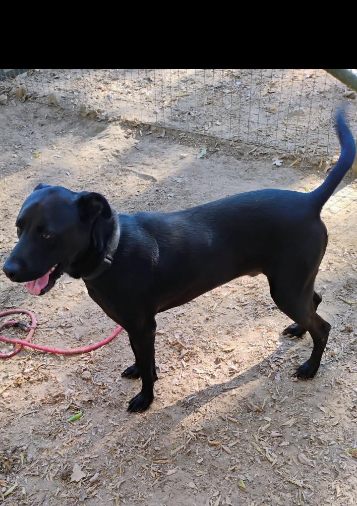 Enlarge MOOSE, a Adoptable Labrador Retriever in Saint Jo, TX image 2/3