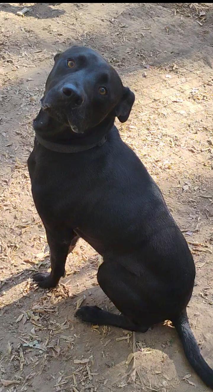 Enlarge MOOSE, a Adoptable Labrador Retriever in Saint Jo, TX image 3/3