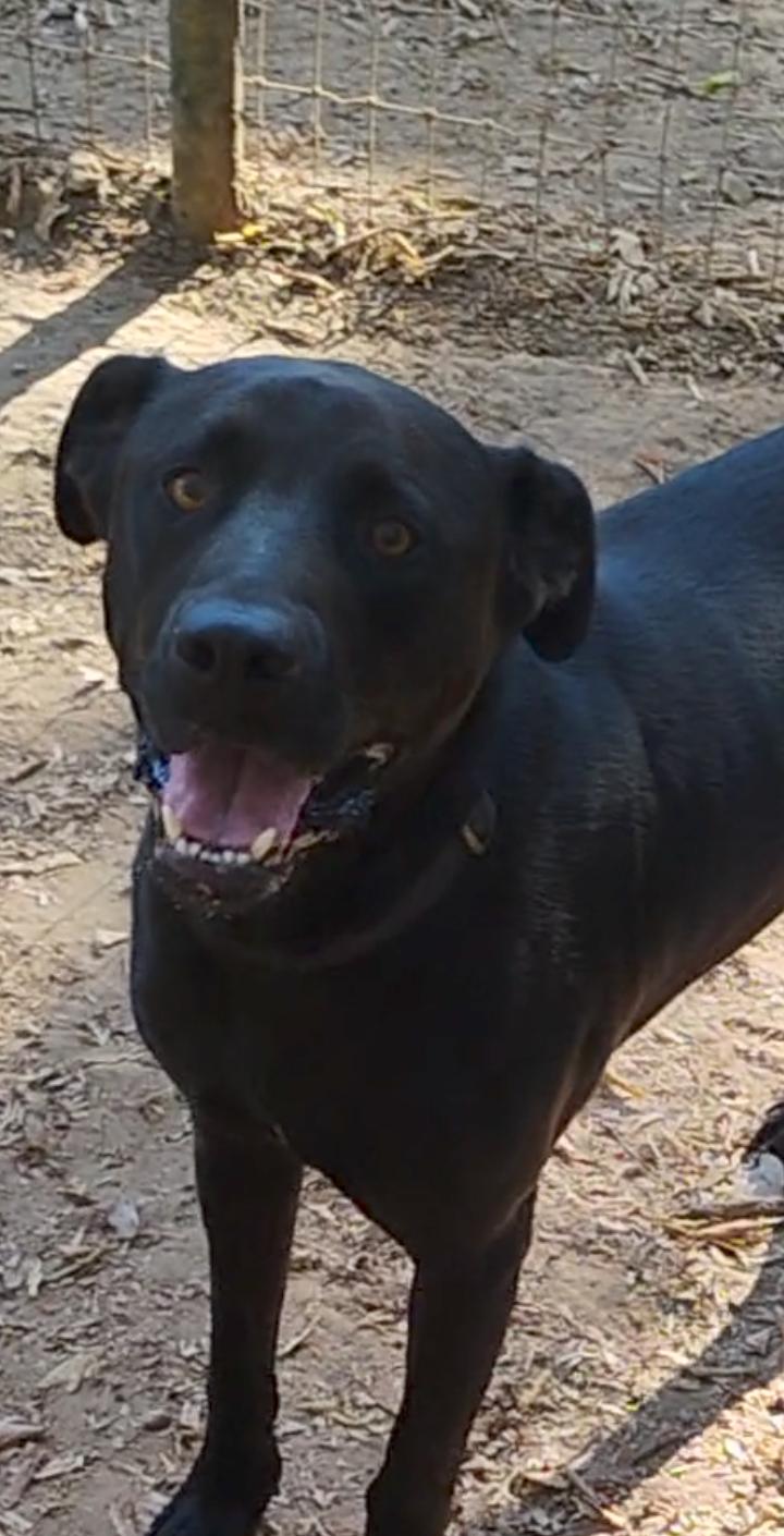 MOOSE, Adoptable, Adult Male Labrador Retriever.
