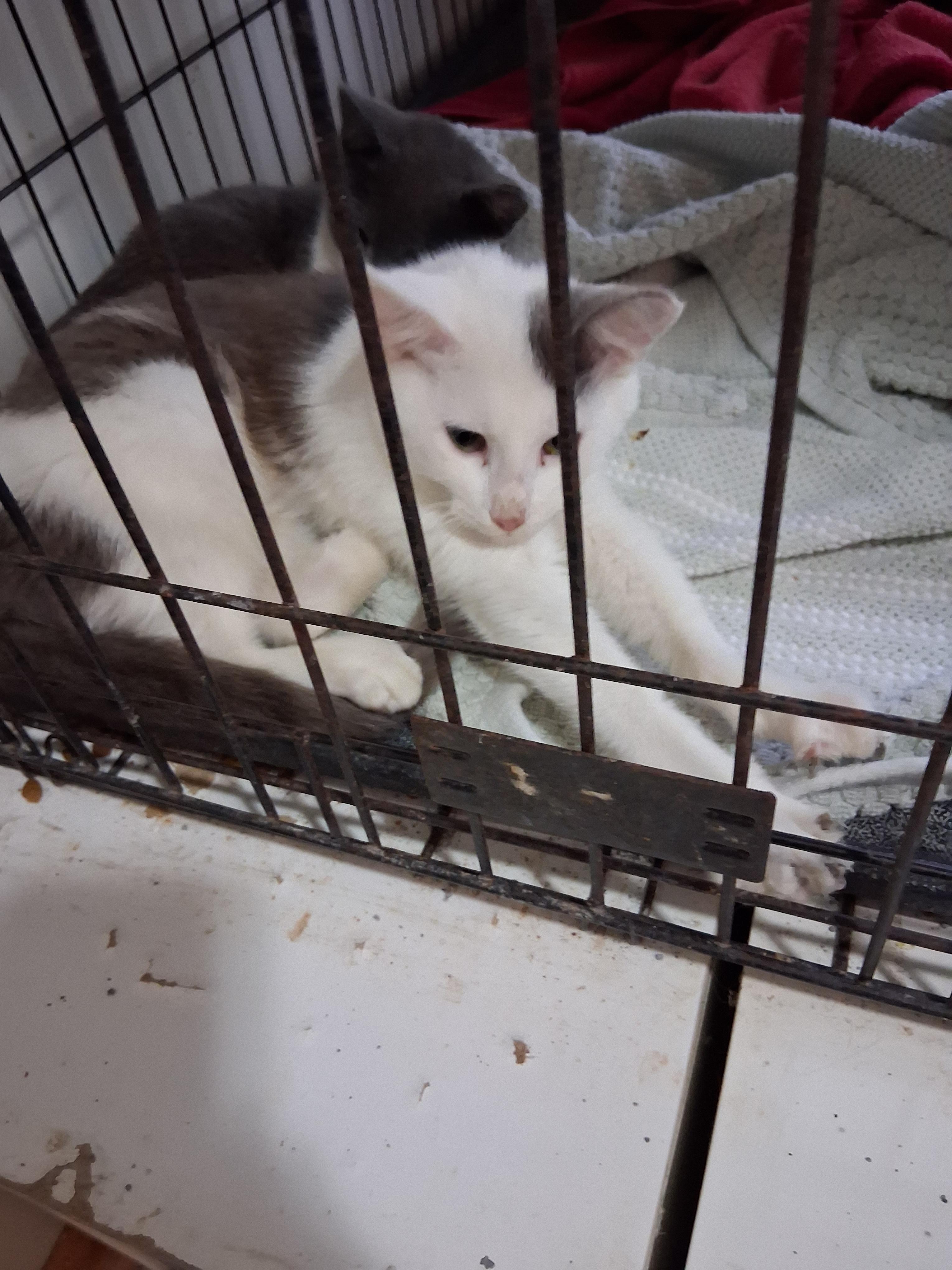 Enlarge Jigglypuff, a Adoptable mixed breed in Lynchburg, TN image 1/3