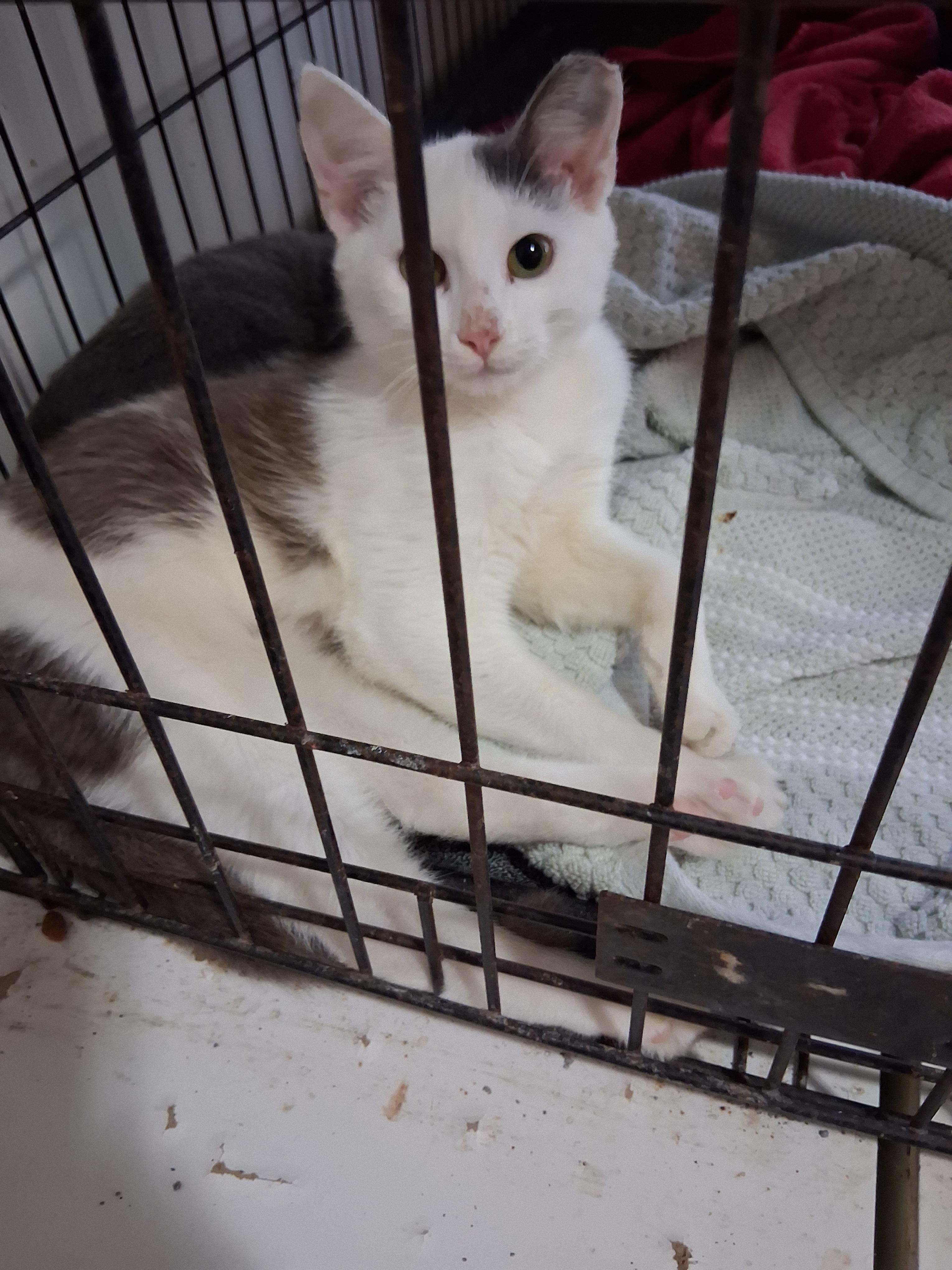 Enlarge Jigglypuff, a Adoptable mixed breed in Lynchburg, TN image 3/3
