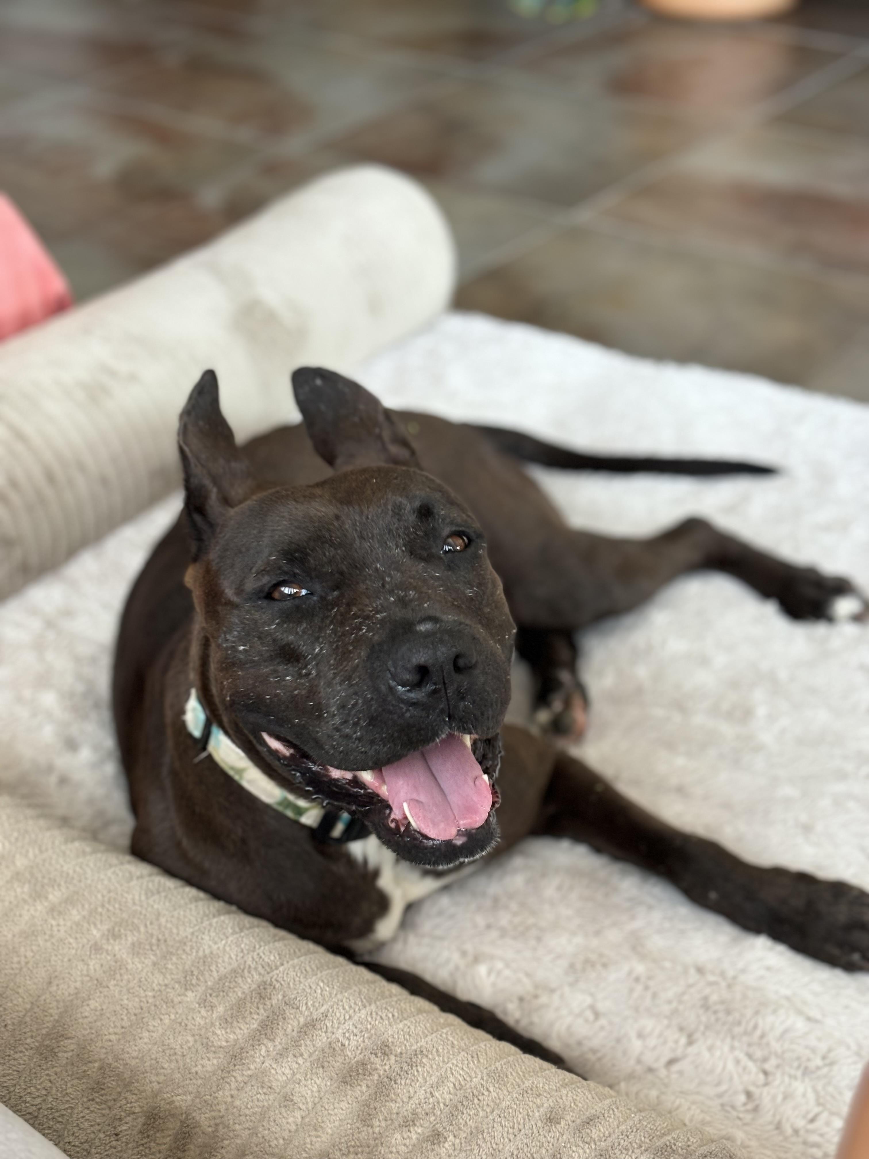 Whoopi - A Sweet Girl Hoping for a Miracle, Adoptable, Adult Female Pit Bull Terrier & Black Labrador Retriever.