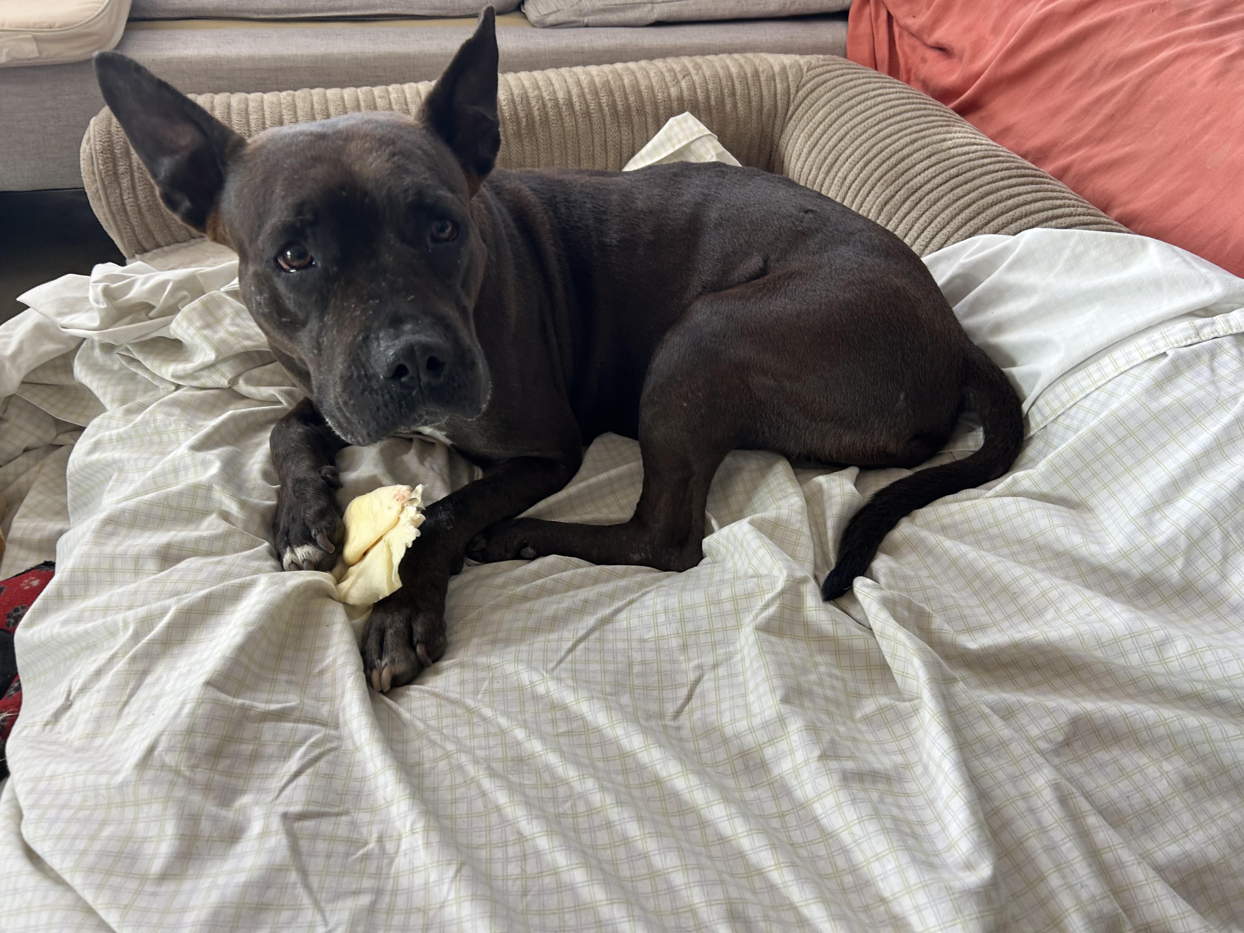 Enlarge Whoopi - A Sweet Girl Hoping for a Miracle, a Adoptable mixed breed in HAMPTON, NH image 3/6