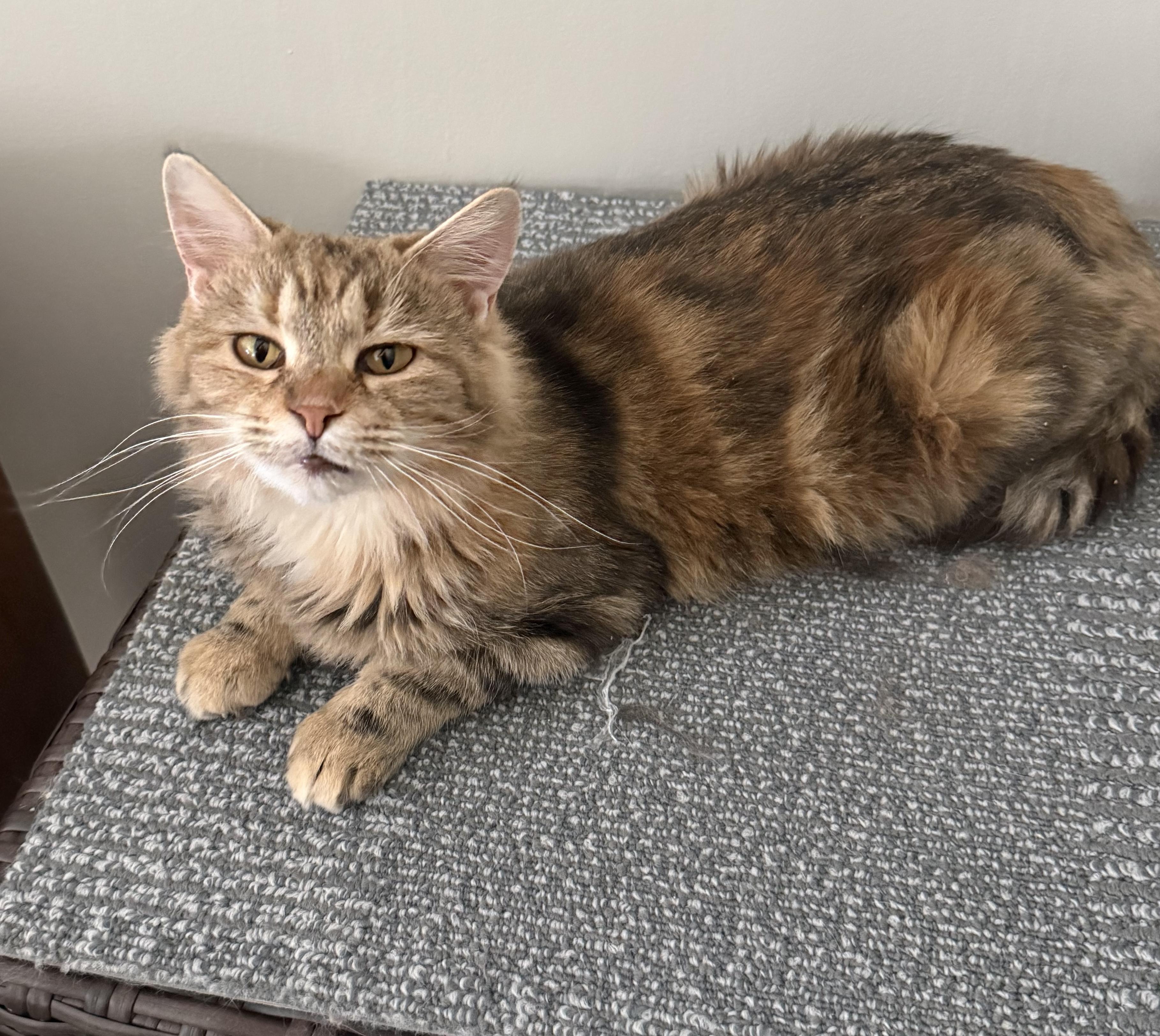 Enlarge Phoenix, a ADOPTABLE Domestic Long Hair in Pickerington, OH image 1/4