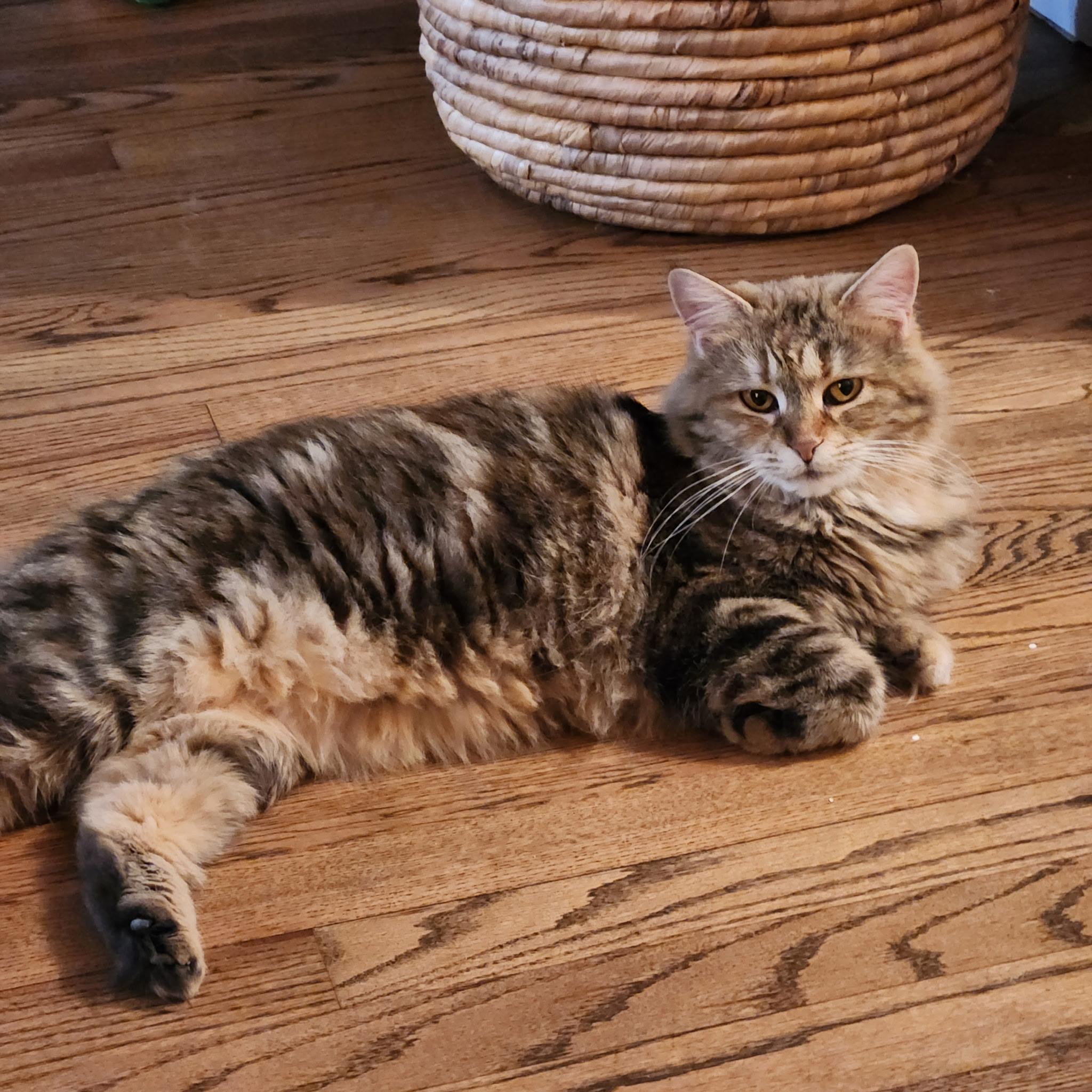 Phoenix, a ADOPTABLE Domestic Long Hair in Pickerington, OH image 2/6