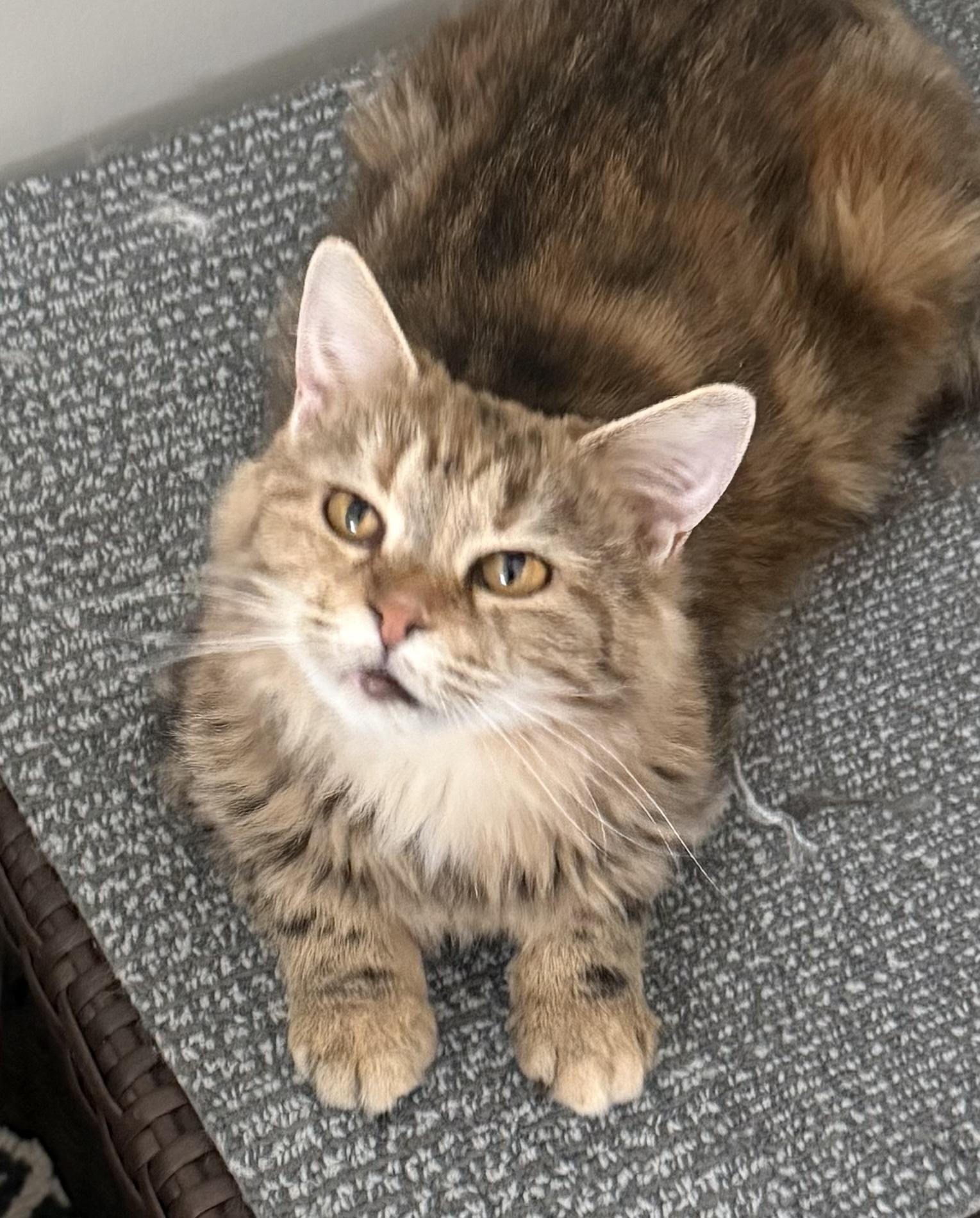 Enlarge Phoenix, a ADOPTABLE Domestic Long Hair in Pickerington, OH image 2/4