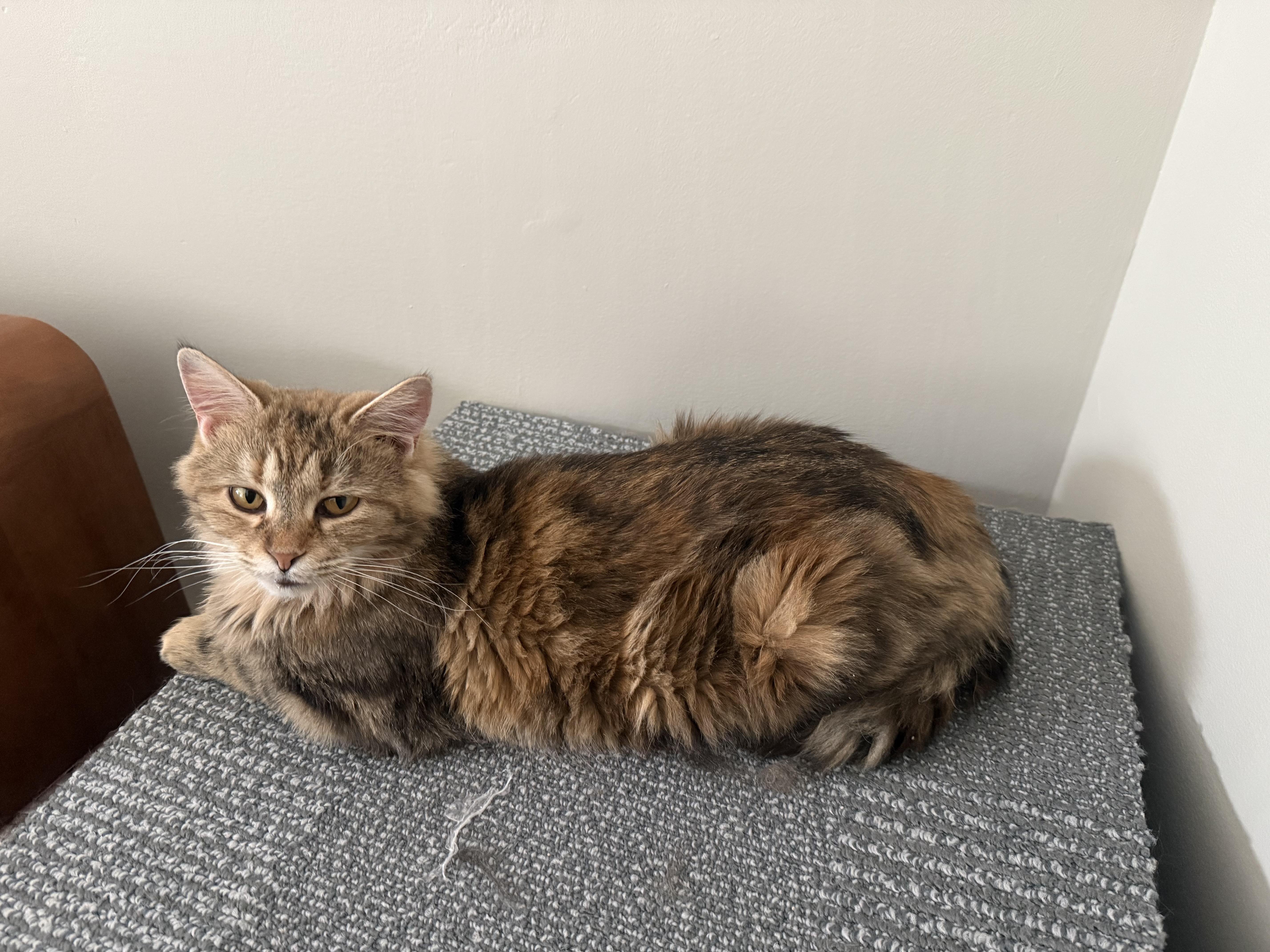 Enlarge Phoenix, a ADOPTABLE Domestic Long Hair in Pickerington, OH image 4/4