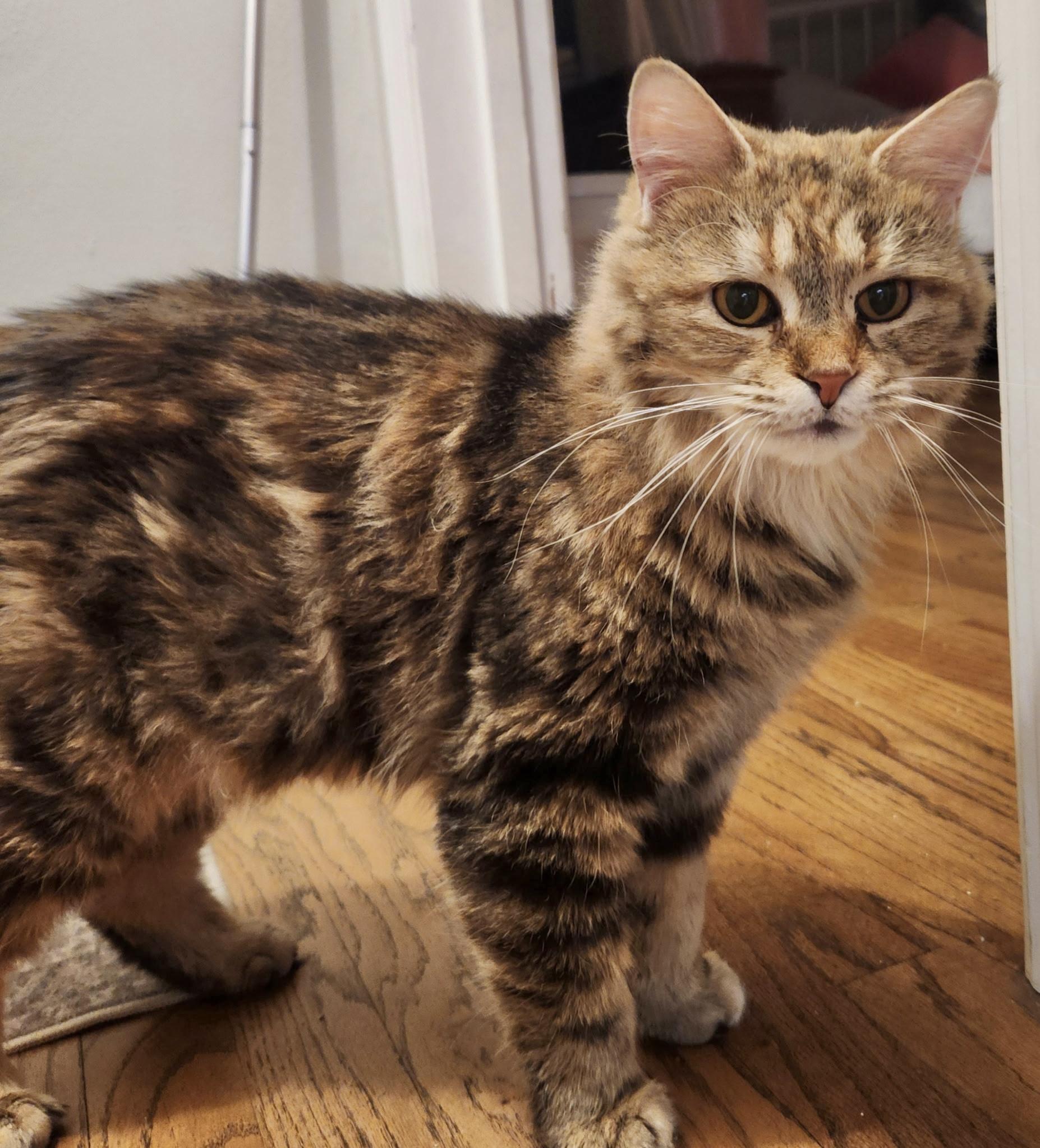 Phoenix, a ADOPTABLE Domestic Long Hair in Pickerington, OH image 4/6