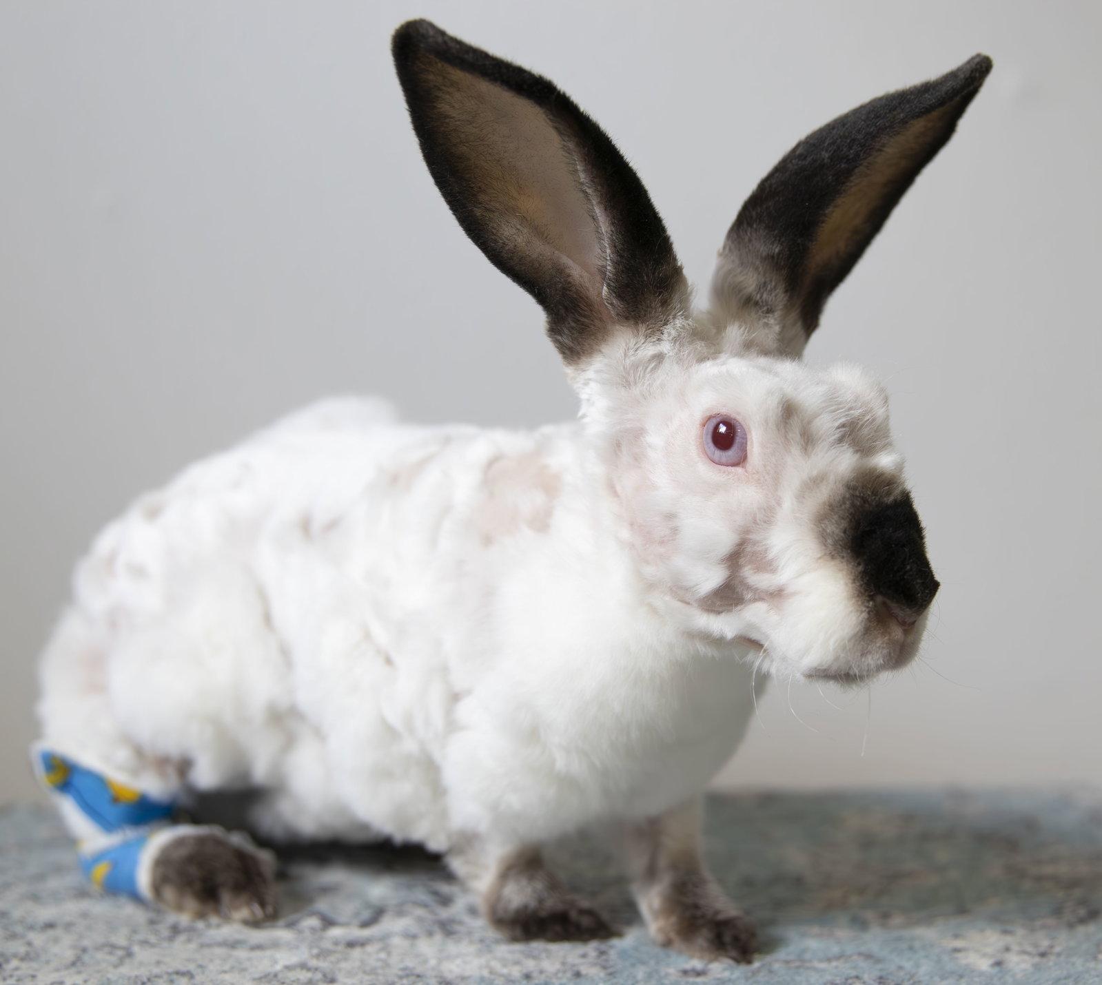 Morus, Adoptable, Young Male Rex & Californian.